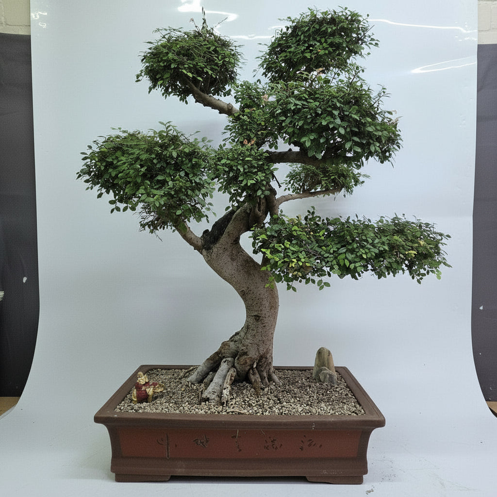 Large Chinese Elm (Ulmus Parvifolia) Bonsai Tree | Shaped Style | Height 110cm | In 60cm Pot  | S251958