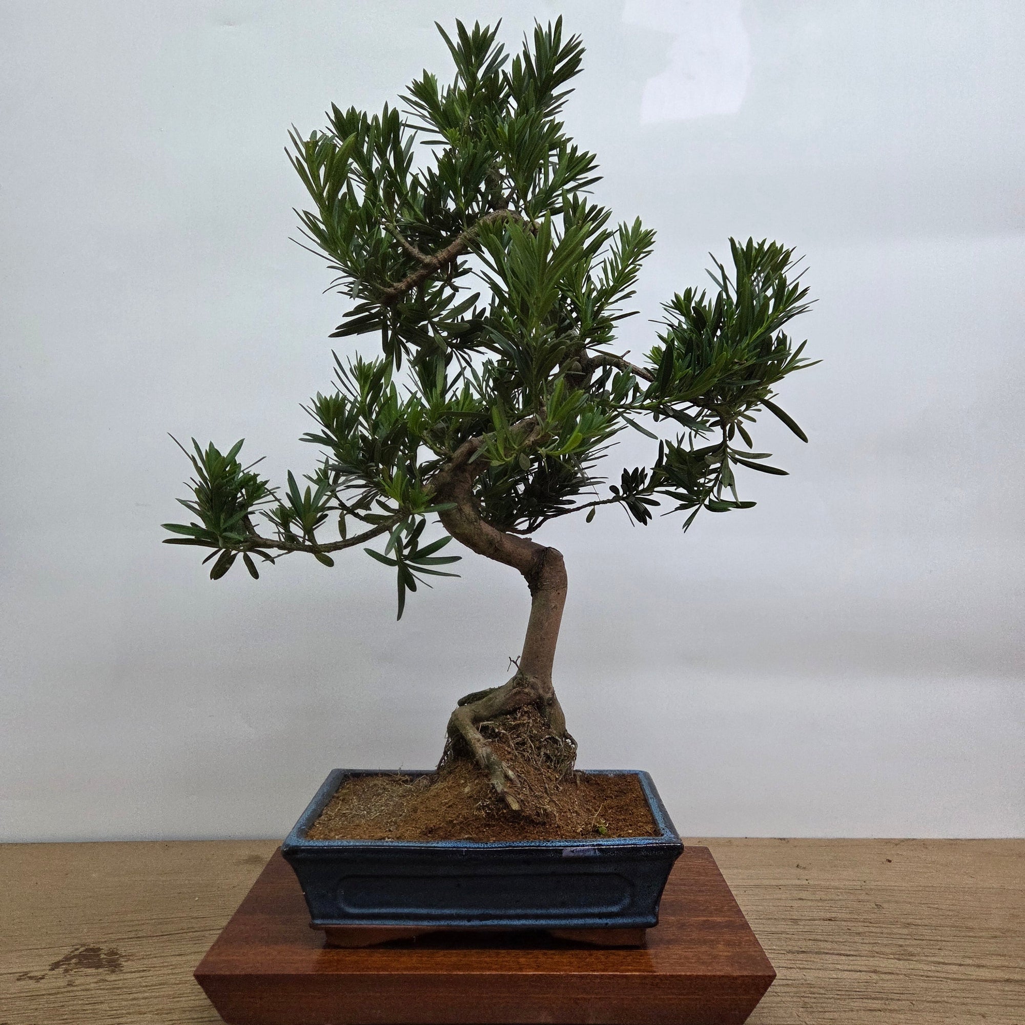 Buddhist Pine (Podocarpus Micro) Bonsai Tree | Shaped | In 25cm Pot  | S251973