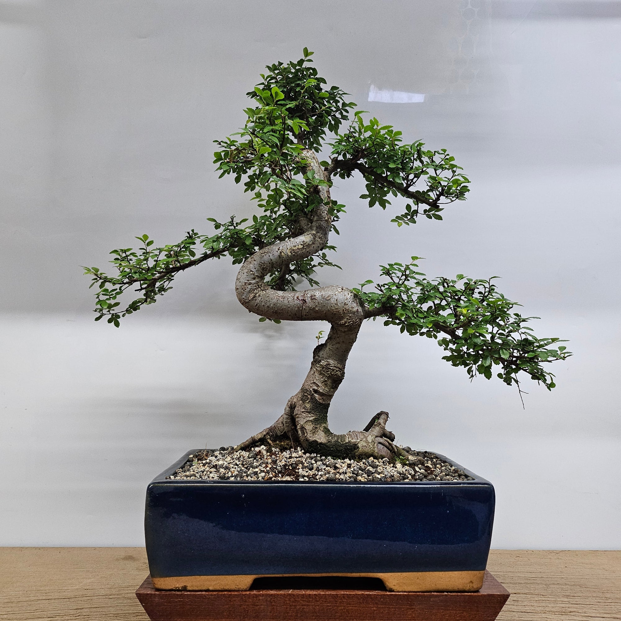 Large Chinese Elm (Ulmus Parvifolia) Bonsai Tree | Shaped | In 35cm Pot  | S251961