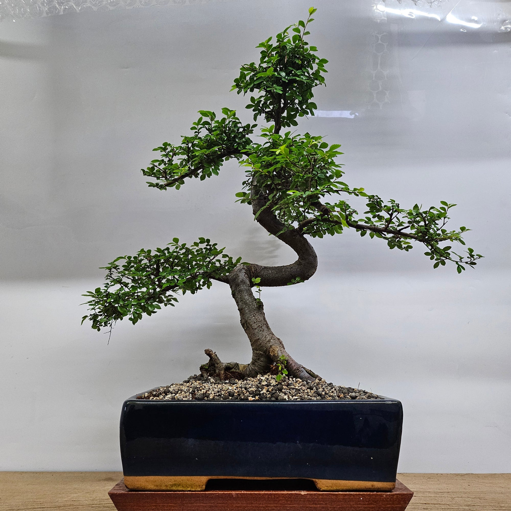Large Chinese Elm (Ulmus Parvifolia) Bonsai Tree | Shaped | In 35cm Pot  | S251961