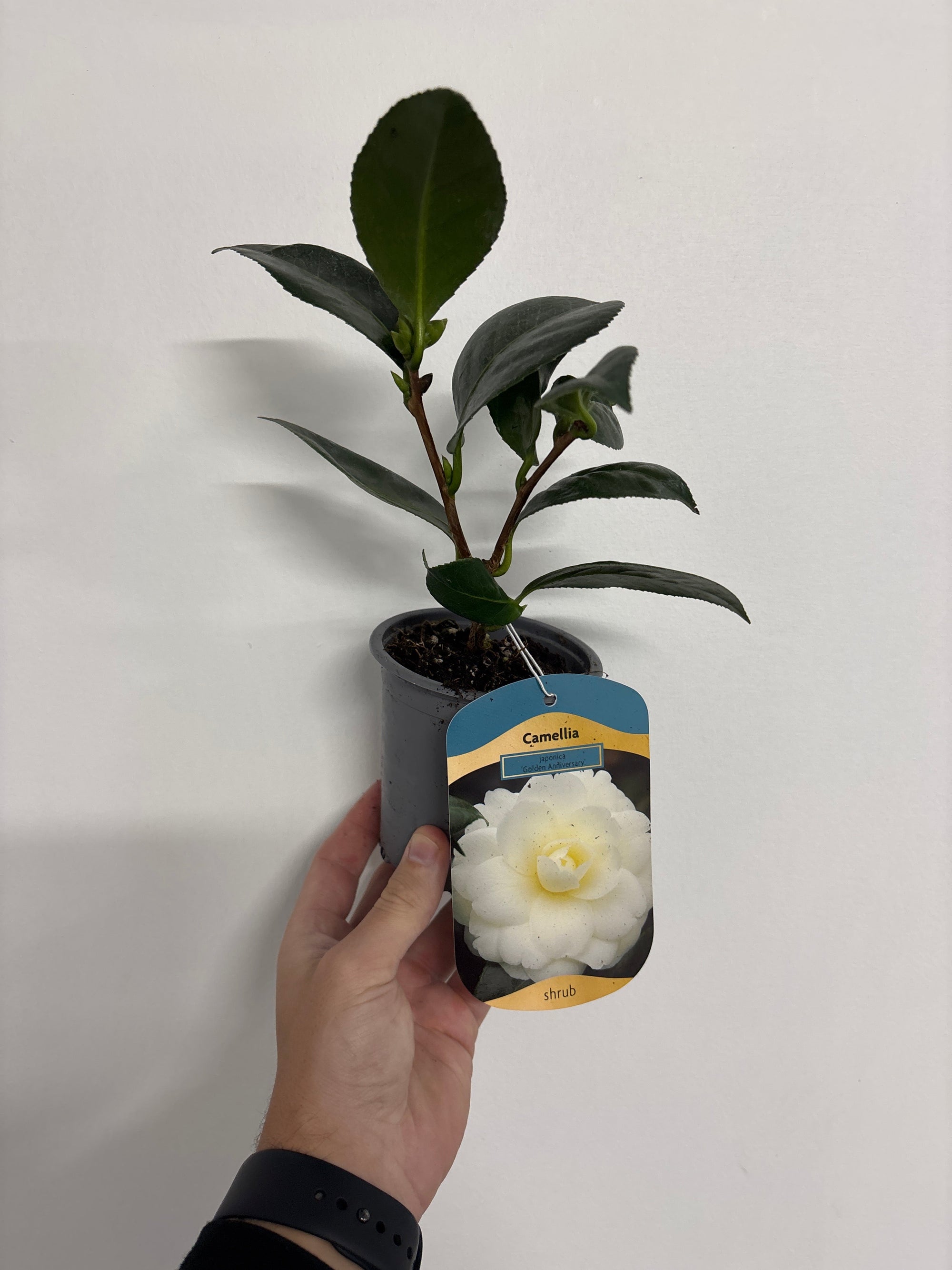 Camellia japonica 'Golden Anniversary' | S25361 | 9c m, 20-30cm height