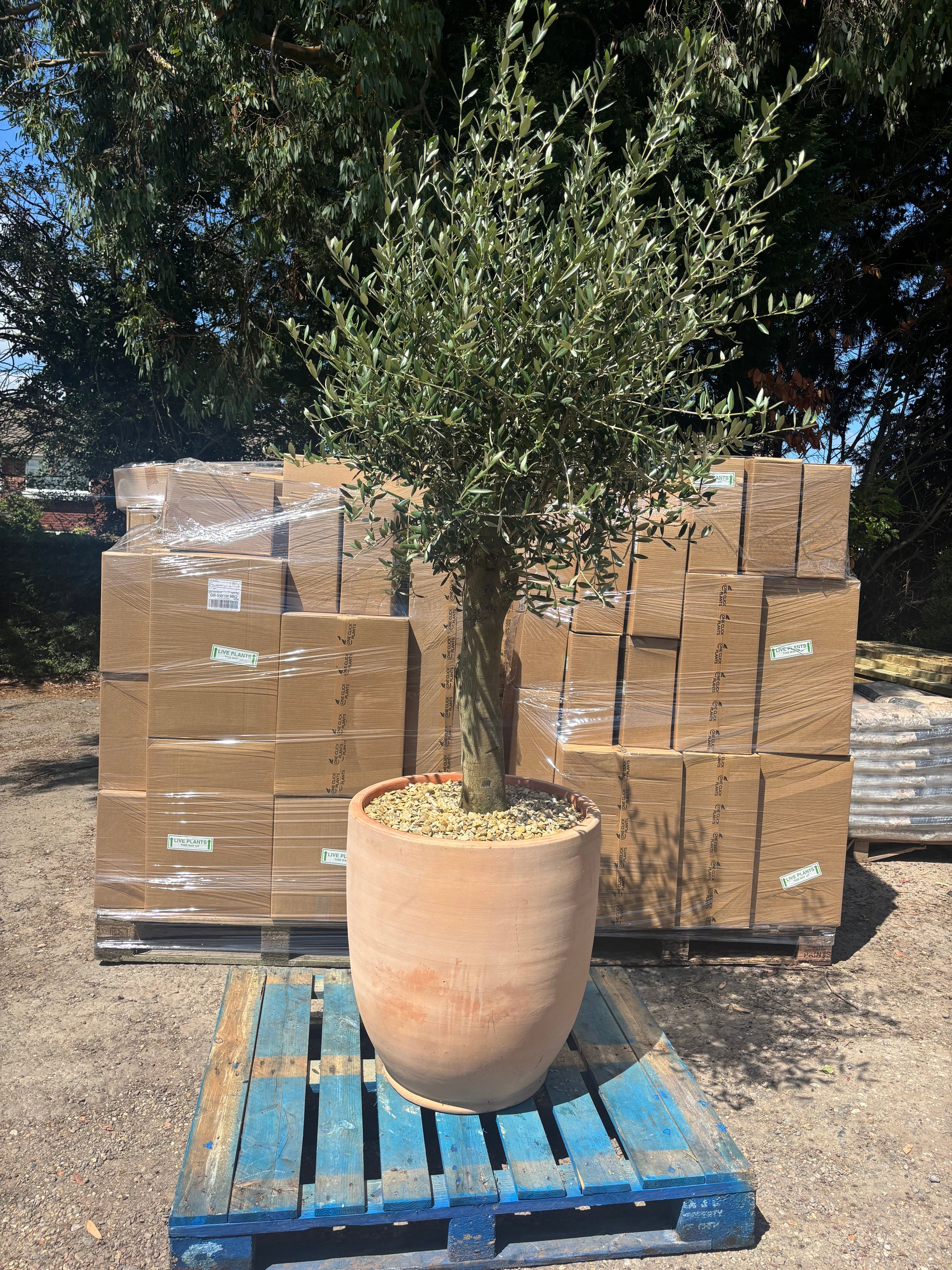 Olive Tree 45L 1.5-1.8m + Teracotta Pot + Soil + Gravel | S251811