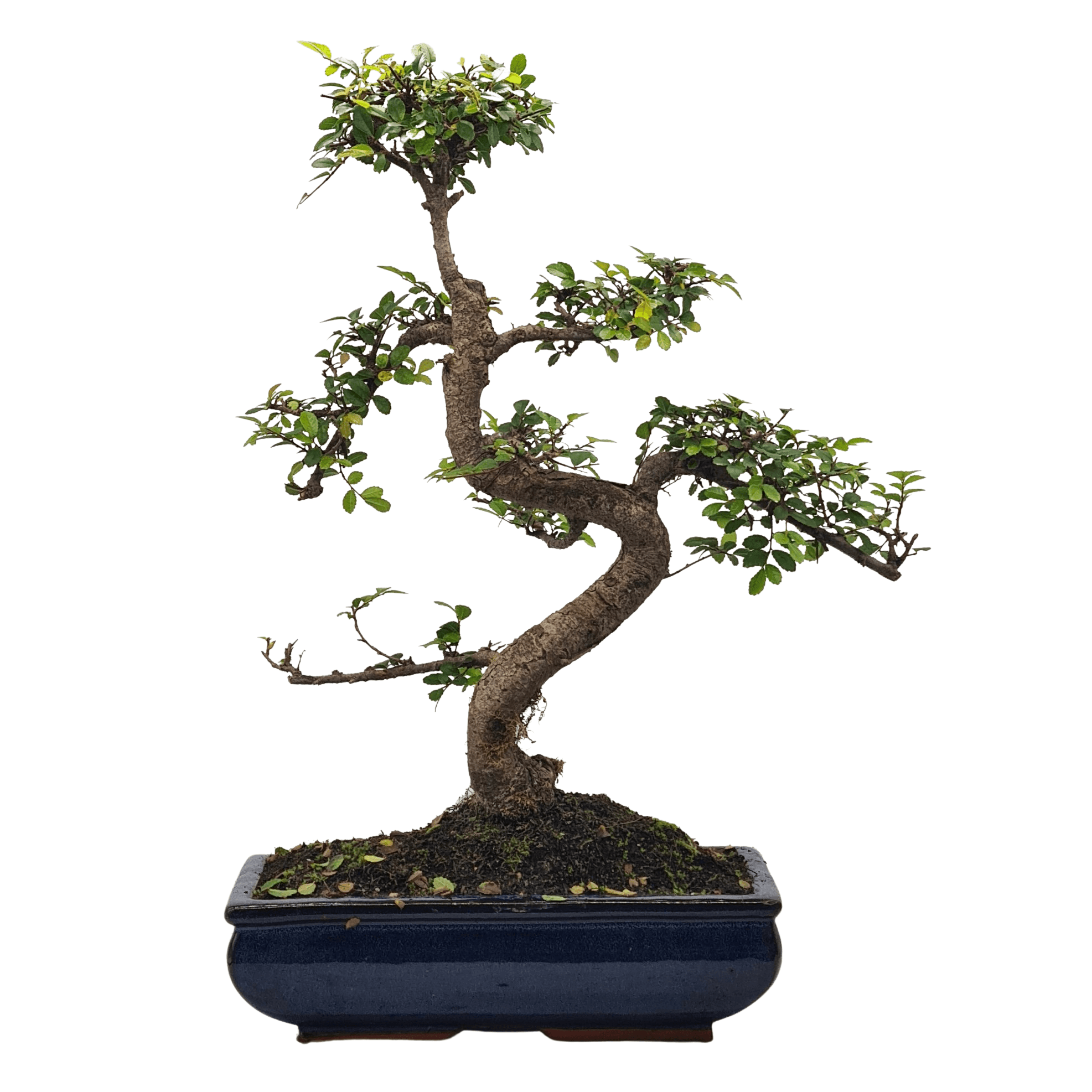 Chinese Elm (Ulmus Parvifolia) Bonsai Tree | Shaped | In 30cm Pot  | S251972