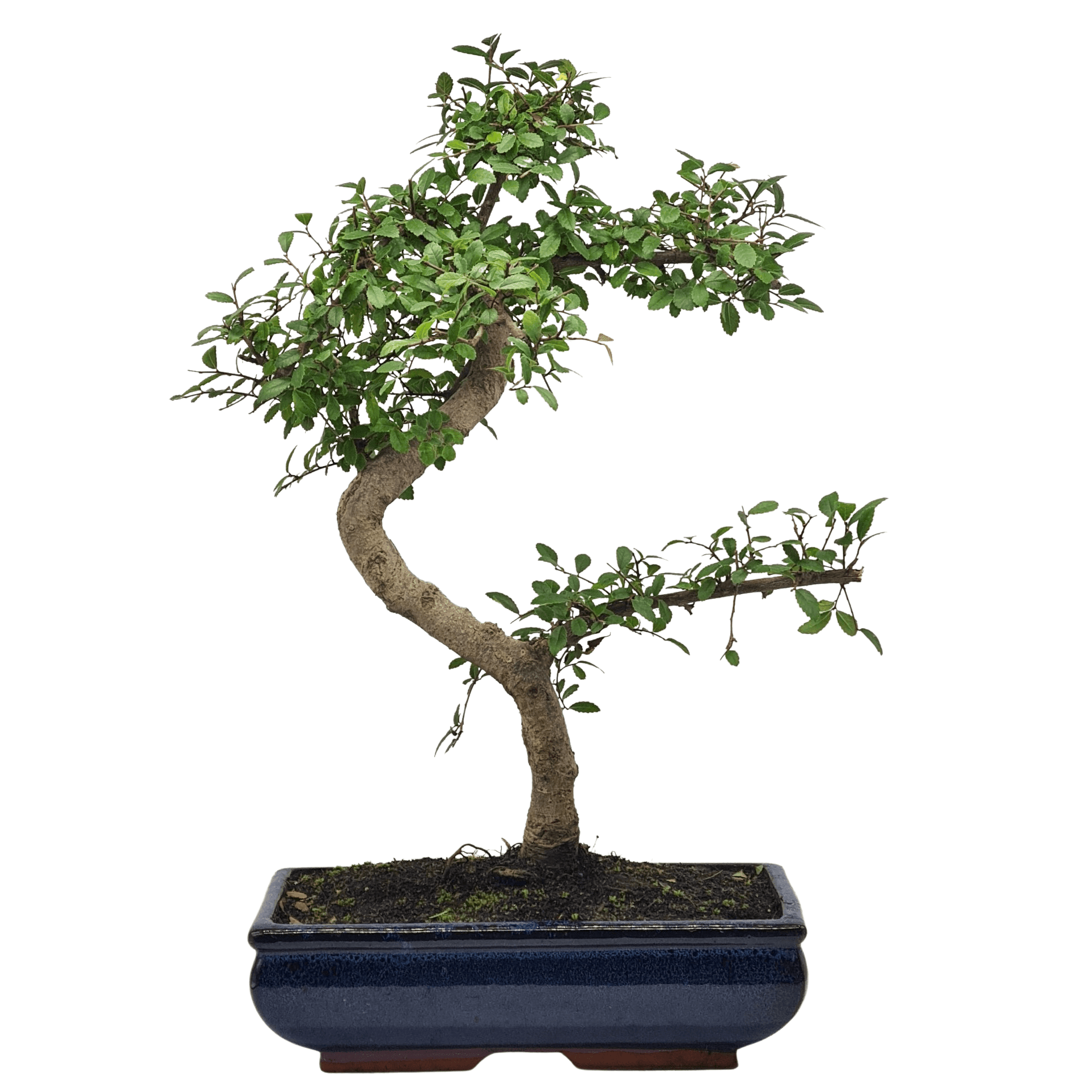 Chinese Elm (Ulmus Parvifolia) Bonsai Tree | Shaped | In 30cm Pot  | S251972