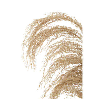 Fiori Natural Stem Pampas Grass