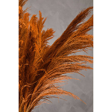 Fiori Pampas Grass Orange Stem