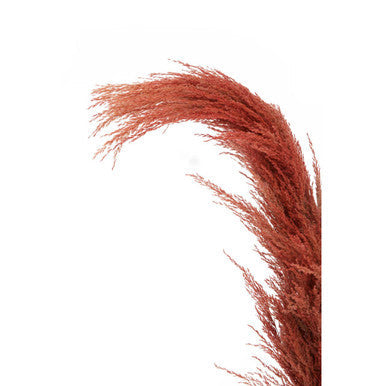 Fiori Pampas Grass Orange Stem