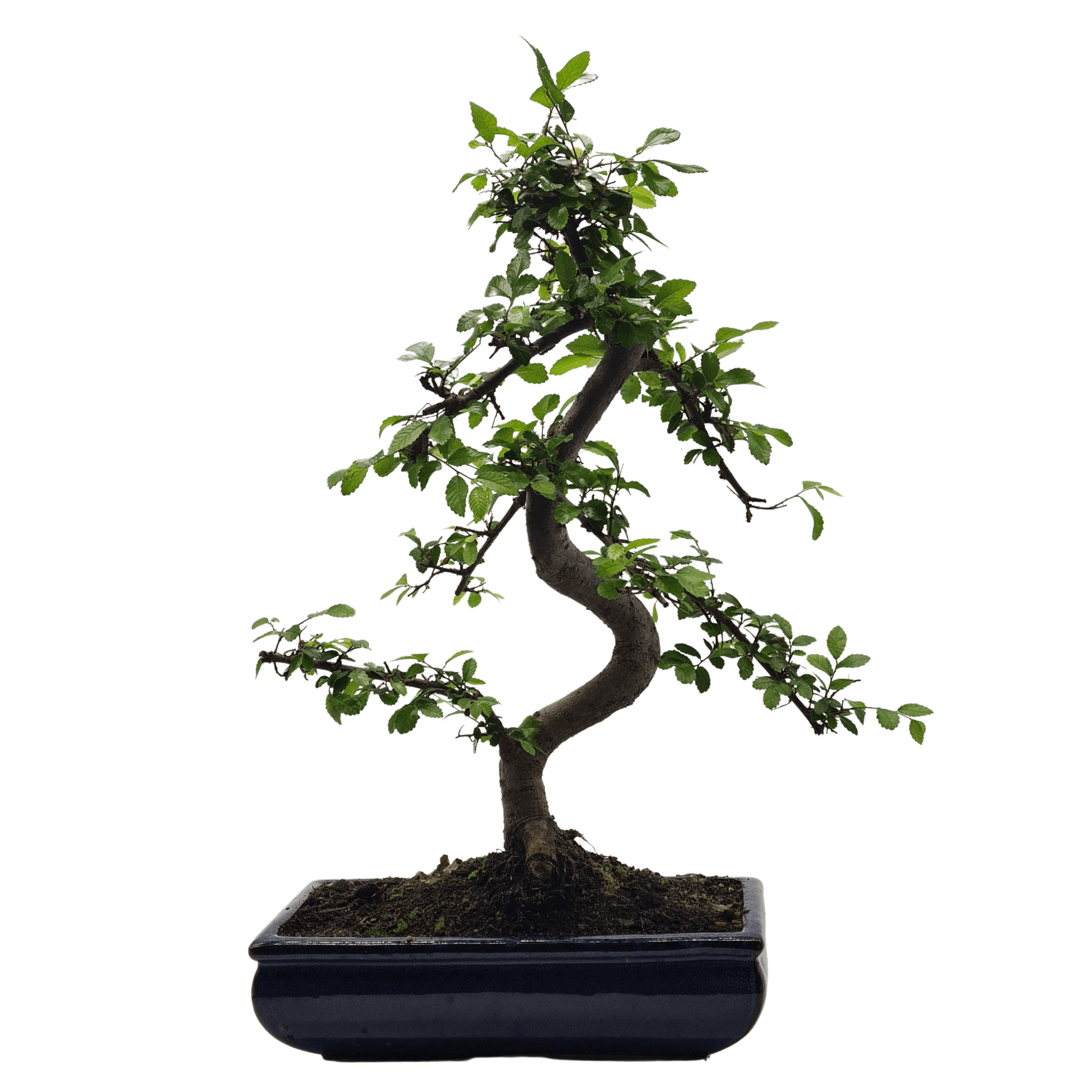 Chinese Elm (Ulmus Parvifolia) Bonsai Tree | Shaped | In 30cm Pot  | S251972
