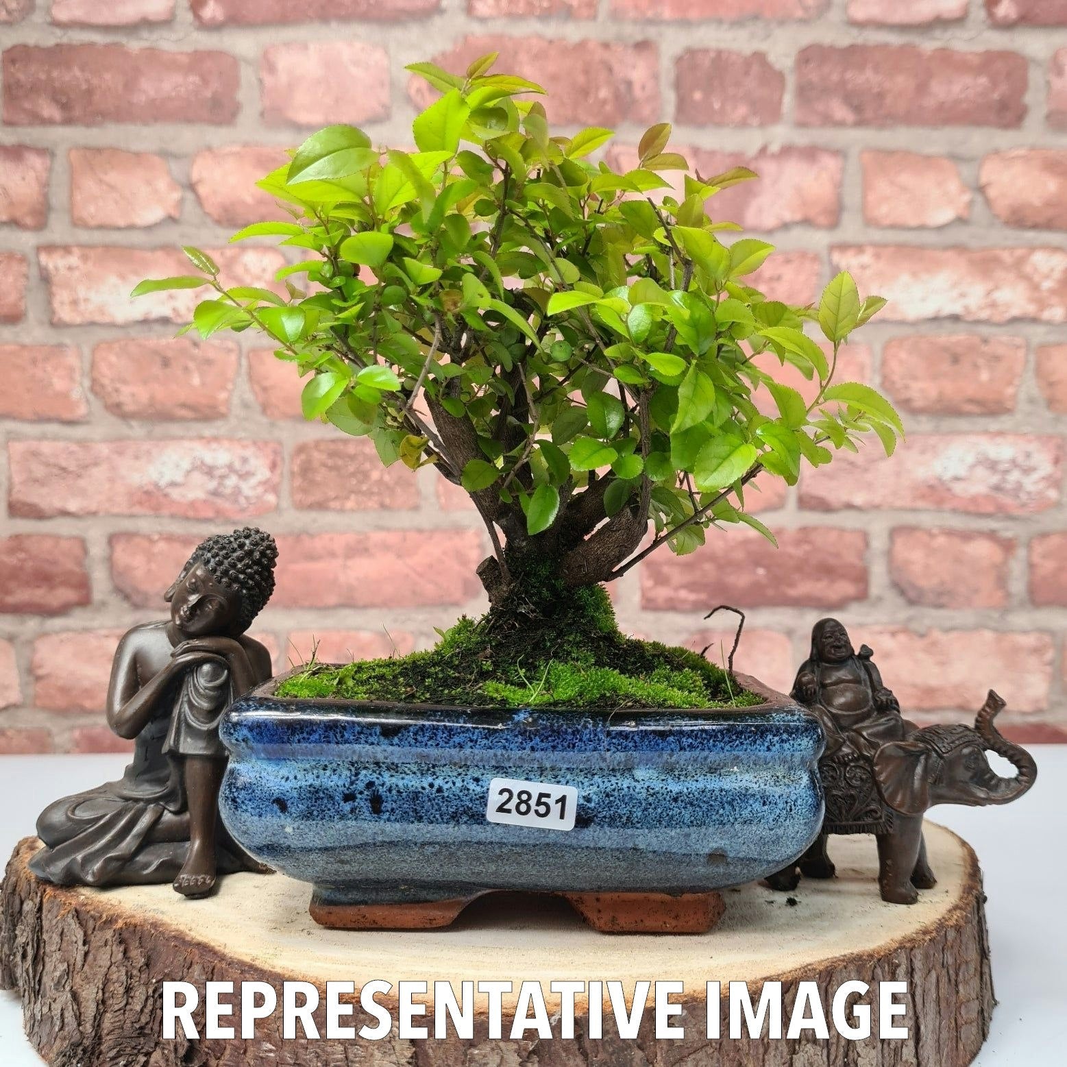 Bird Plum (Sageretia) Bonsai Tree | Broom | In 15cm Pot  | S251964