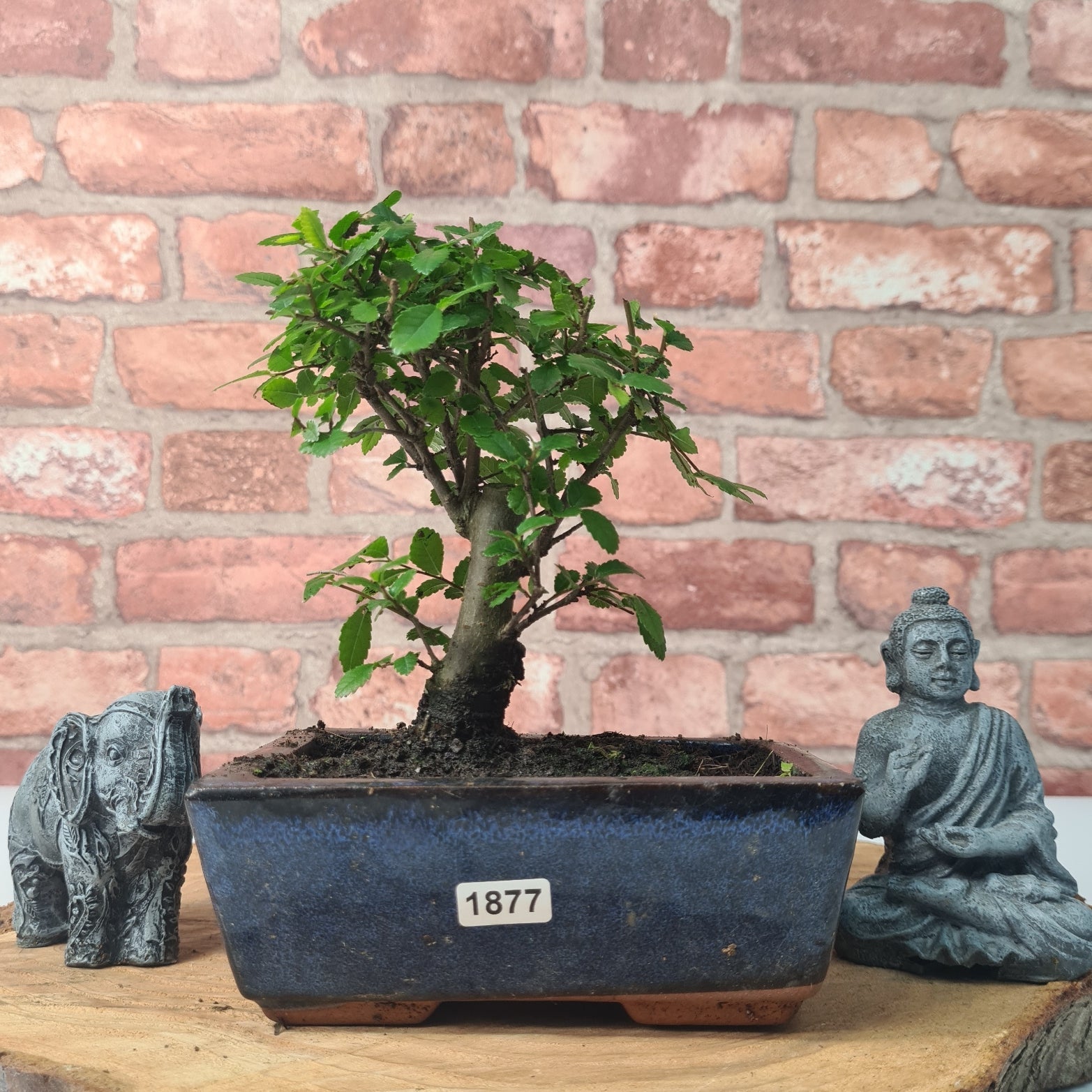 Chinese Elm (Ulmus Parvifolia) Bonsai Tree | Broom | In 15cm Pot  | S251976