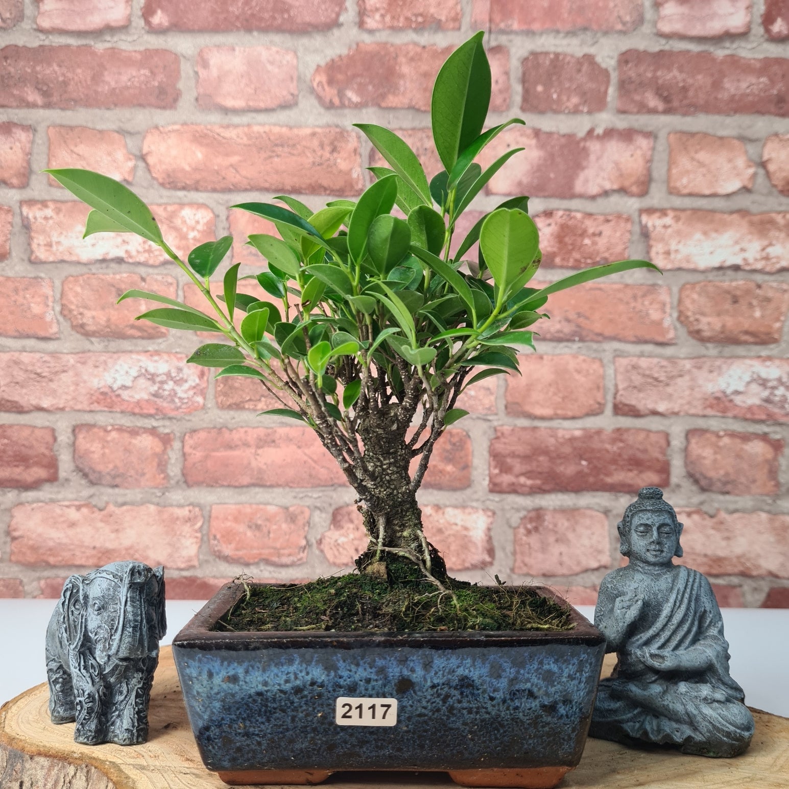 Ficus Microcarpa (Banyan Fig) Indoor Bonsai Tree | Broom | In 15cm Pot  | S251969