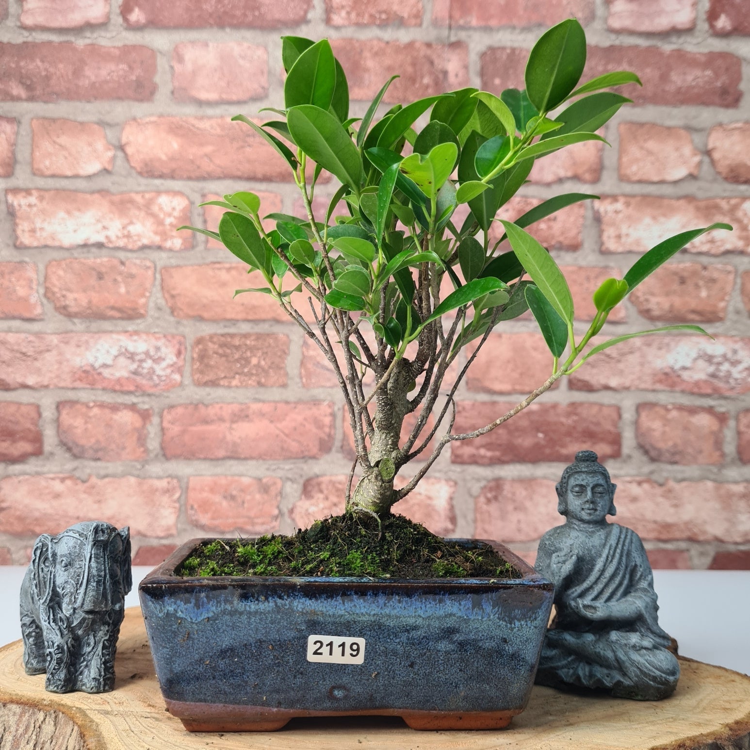 Ficus Microcarpa (Banyan Fig) Indoor Bonsai Tree | Broom | In 15cm Pot  | S251969