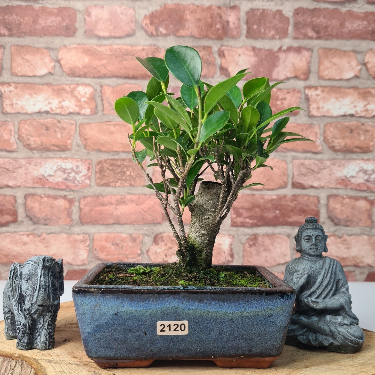 Ficus Microcarpa (Banyan Fig) Indoor Bonsai Tree | Broom | In 15cm Pot  | S251969