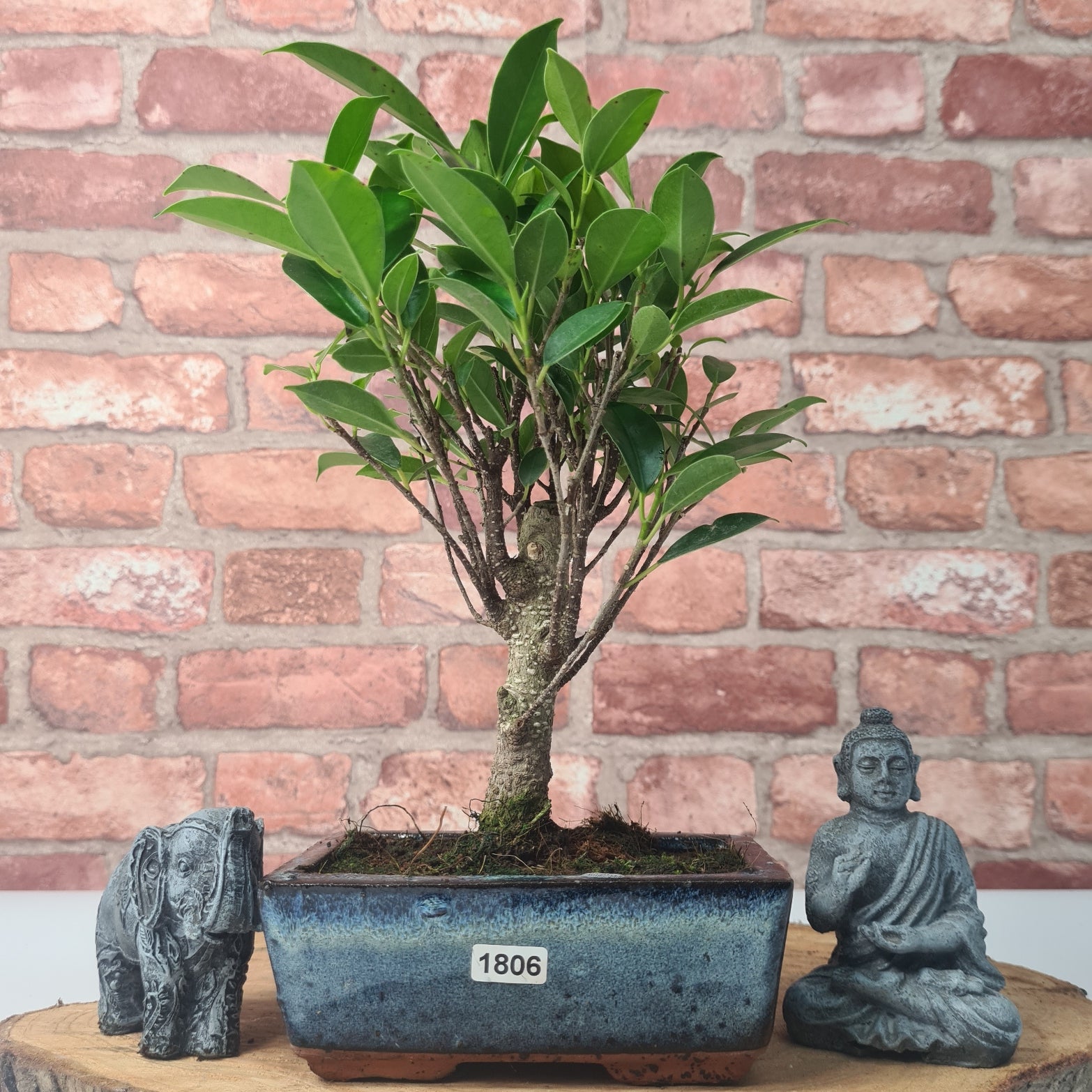 Ficus Microcarpa (Banyan Fig) Indoor Bonsai Tree | Broom | In 15cm Pot  | S251969