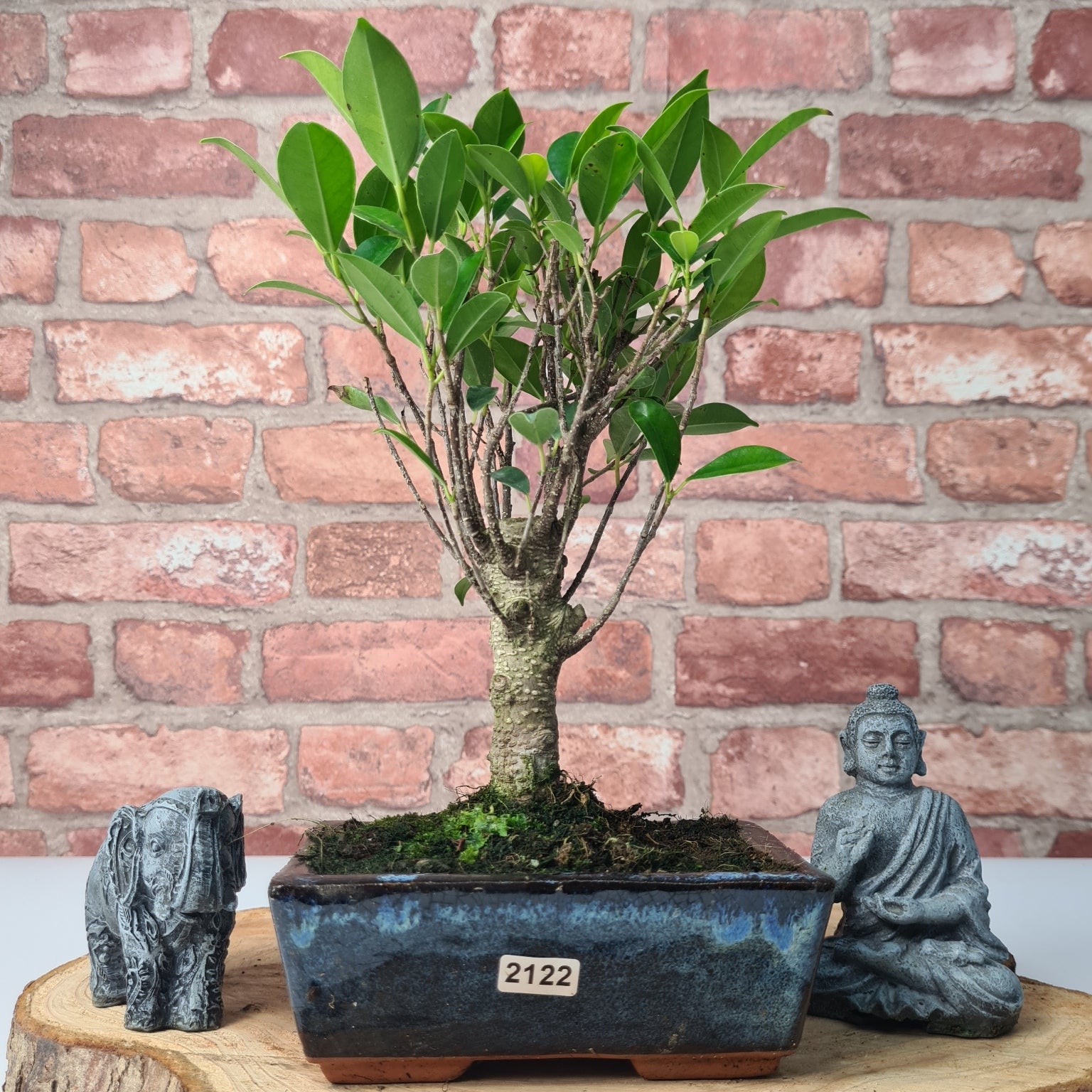 Ficus Microcarpa (Banyan Fig) Indoor Bonsai Tree | Broom | In 15cm Pot  | S251969