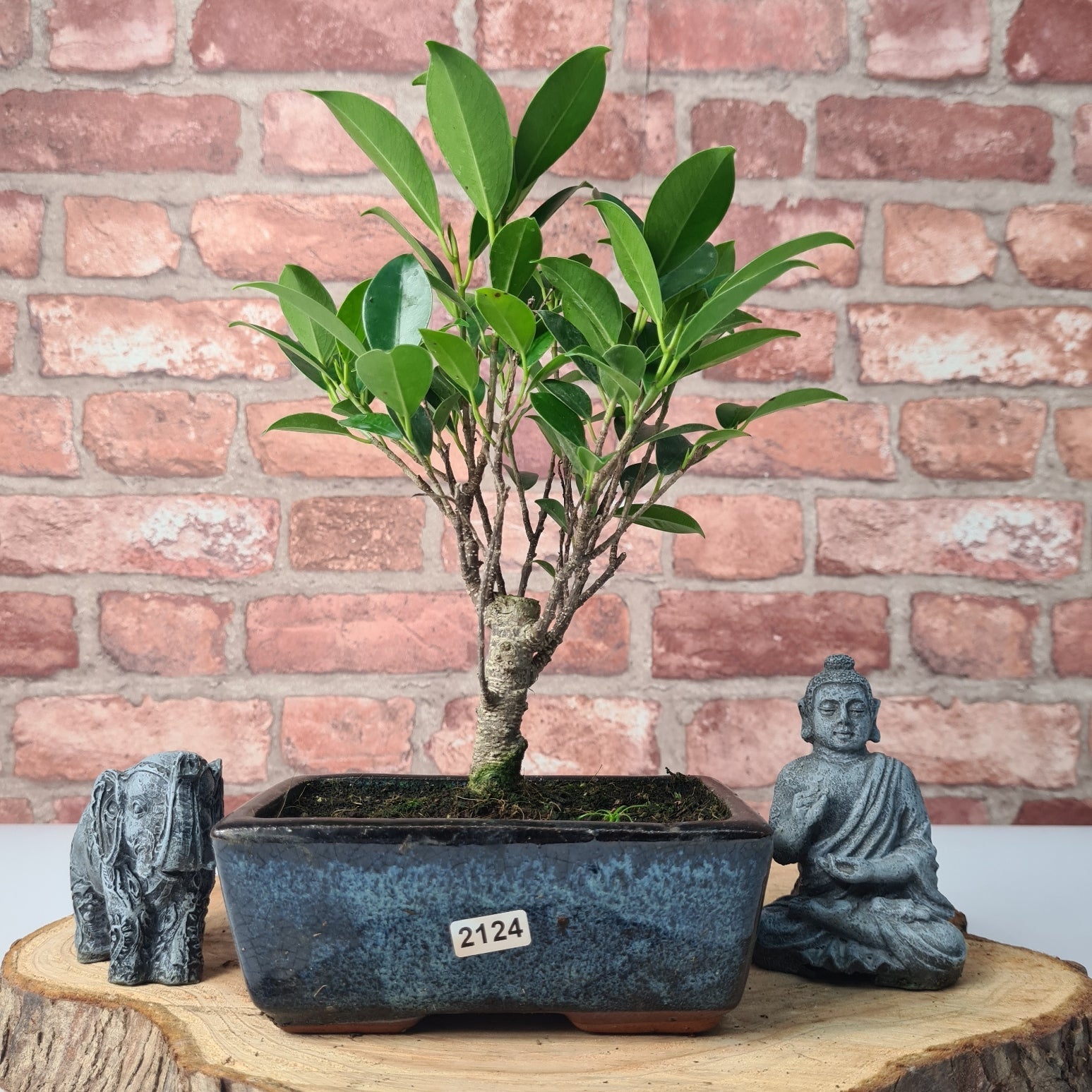 Ficus Microcarpa (Banyan Fig) Indoor Bonsai Tree | Broom | In 15cm Pot  | S251969