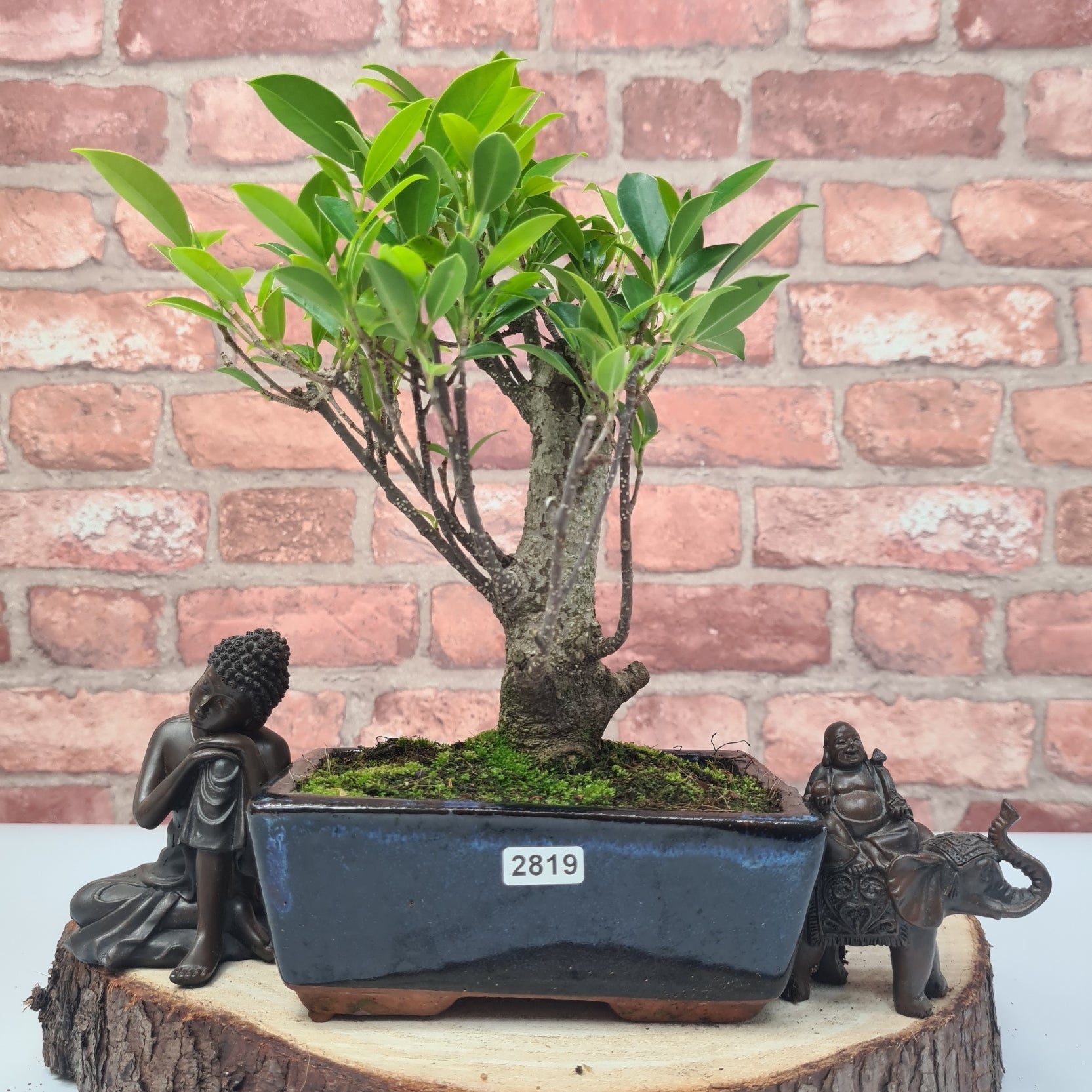 Ficus Microcarpa (Banyan Fig) Indoor Bonsai Tree | Broom | In 15cm Pot  | S251969