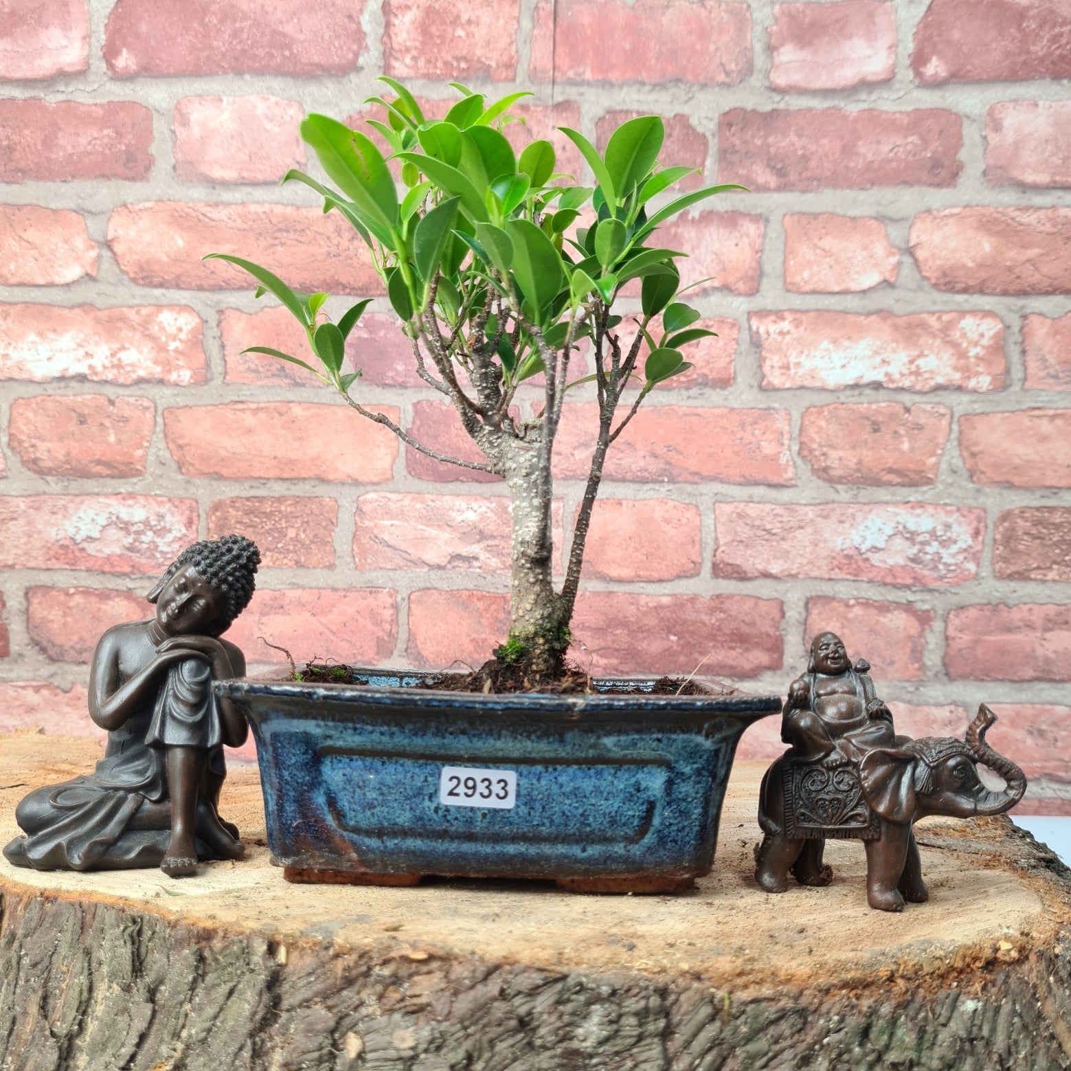 Ficus Microcarpa (Banyan Fig) Indoor Bonsai Tree | Broom | In 15cm Pot  | S251969