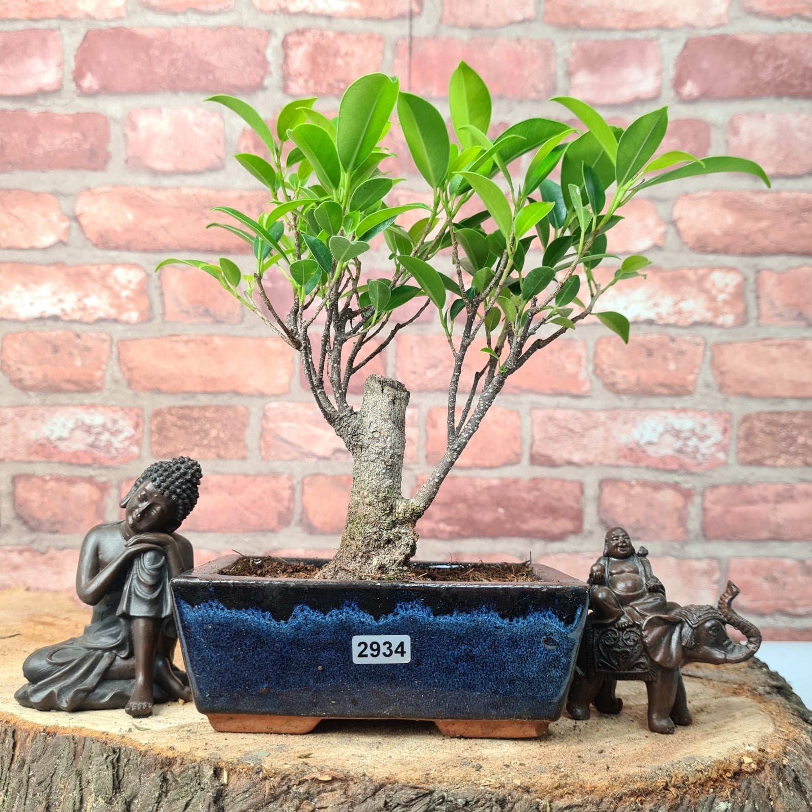 Ficus Microcarpa (Banyan Fig) Indoor Bonsai Tree | Broom | In 15cm Pot  | S251969