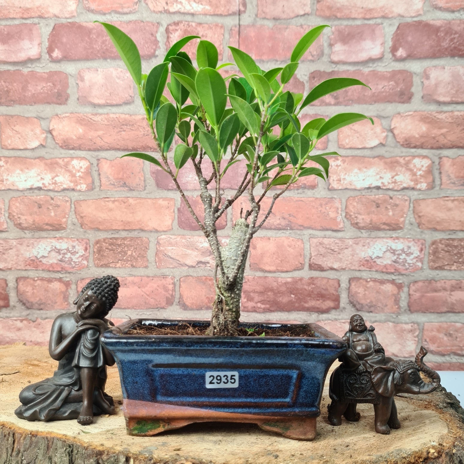 Ficus Microcarpa (Banyan Fig) Indoor Bonsai Tree | Broom | In 15cm Pot  | S251969