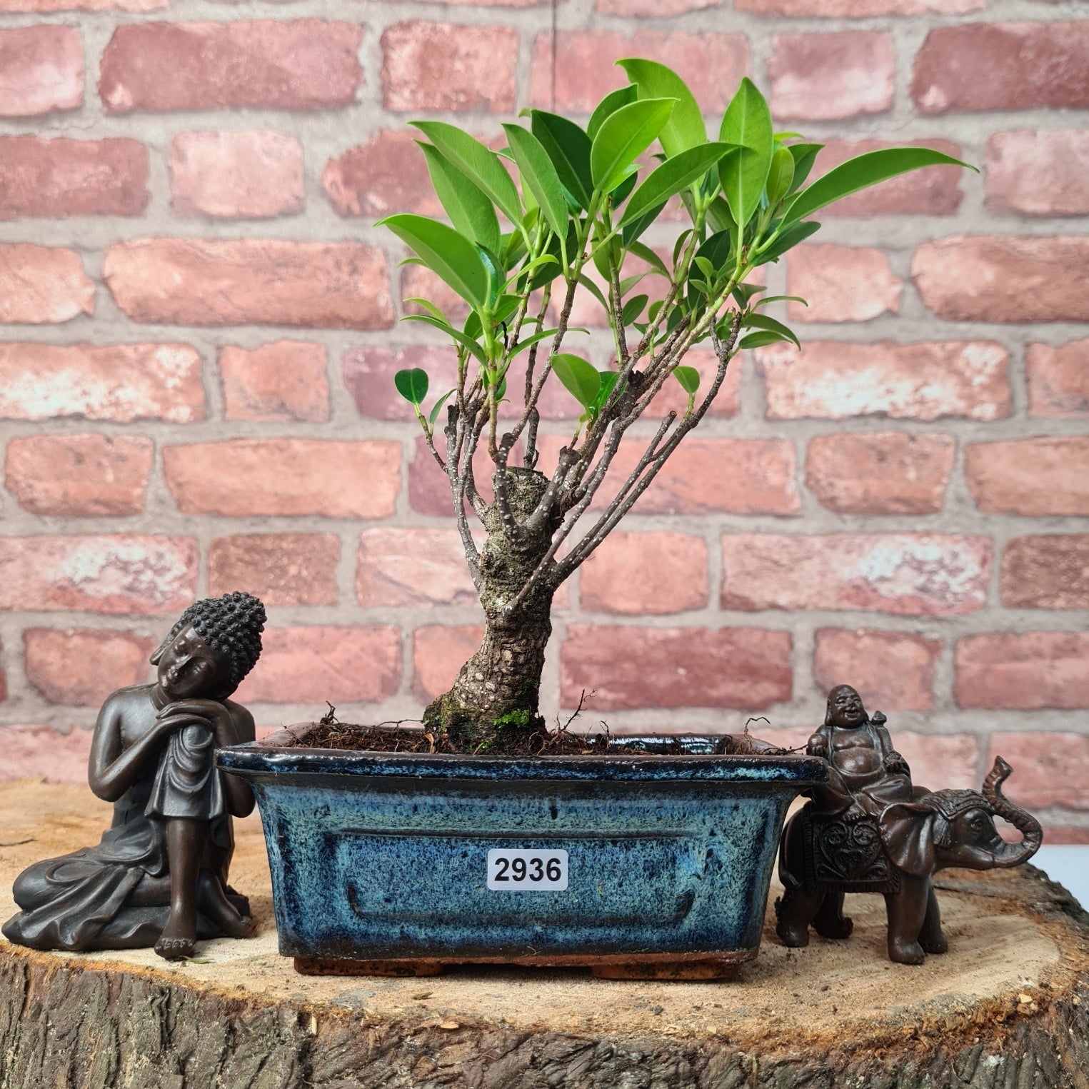 Ficus Microcarpa (Banyan Fig) Indoor Bonsai Tree | Broom | In 15cm Pot  | S251969