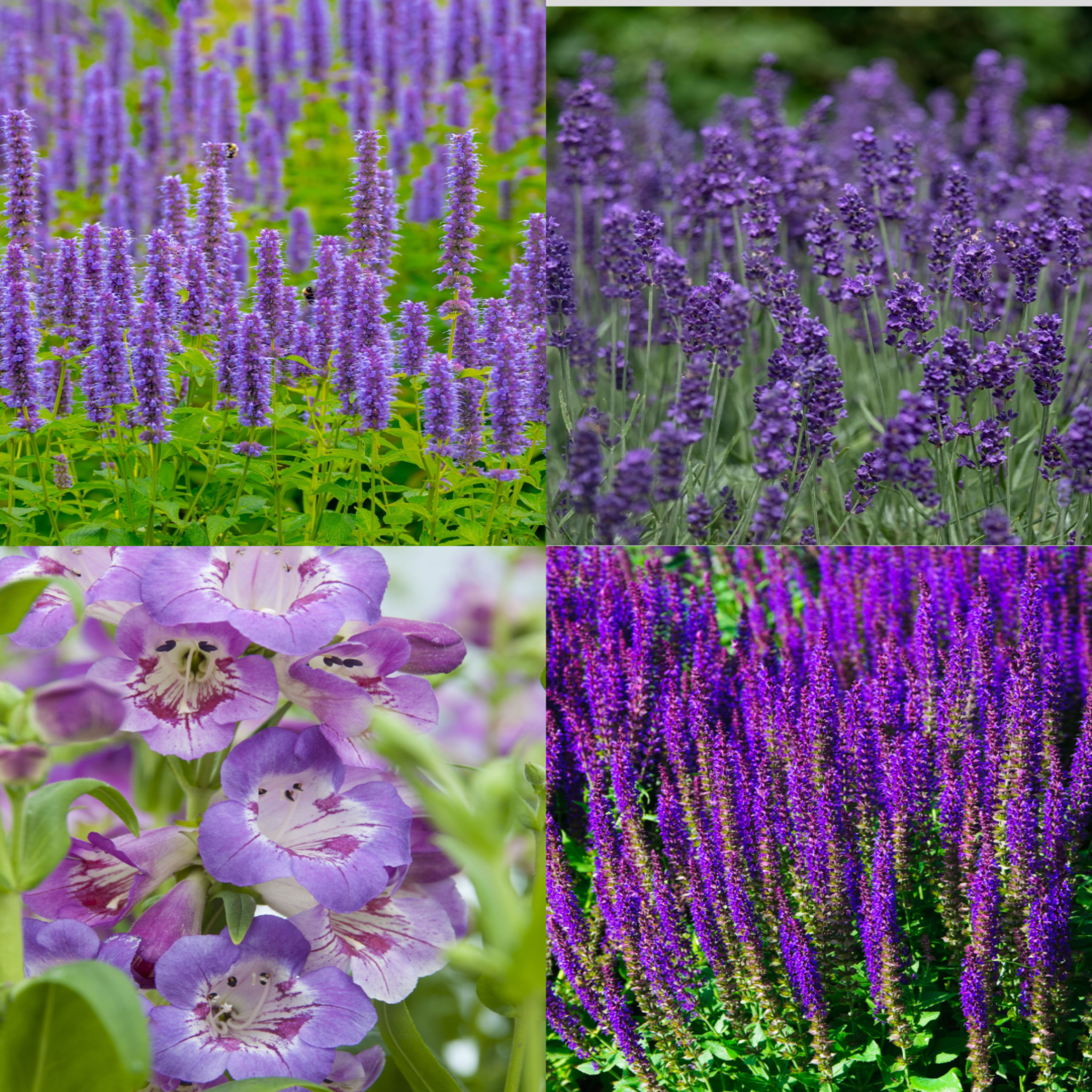 4 x Purple Flowering Perennials – 9cm Pots | S251800
