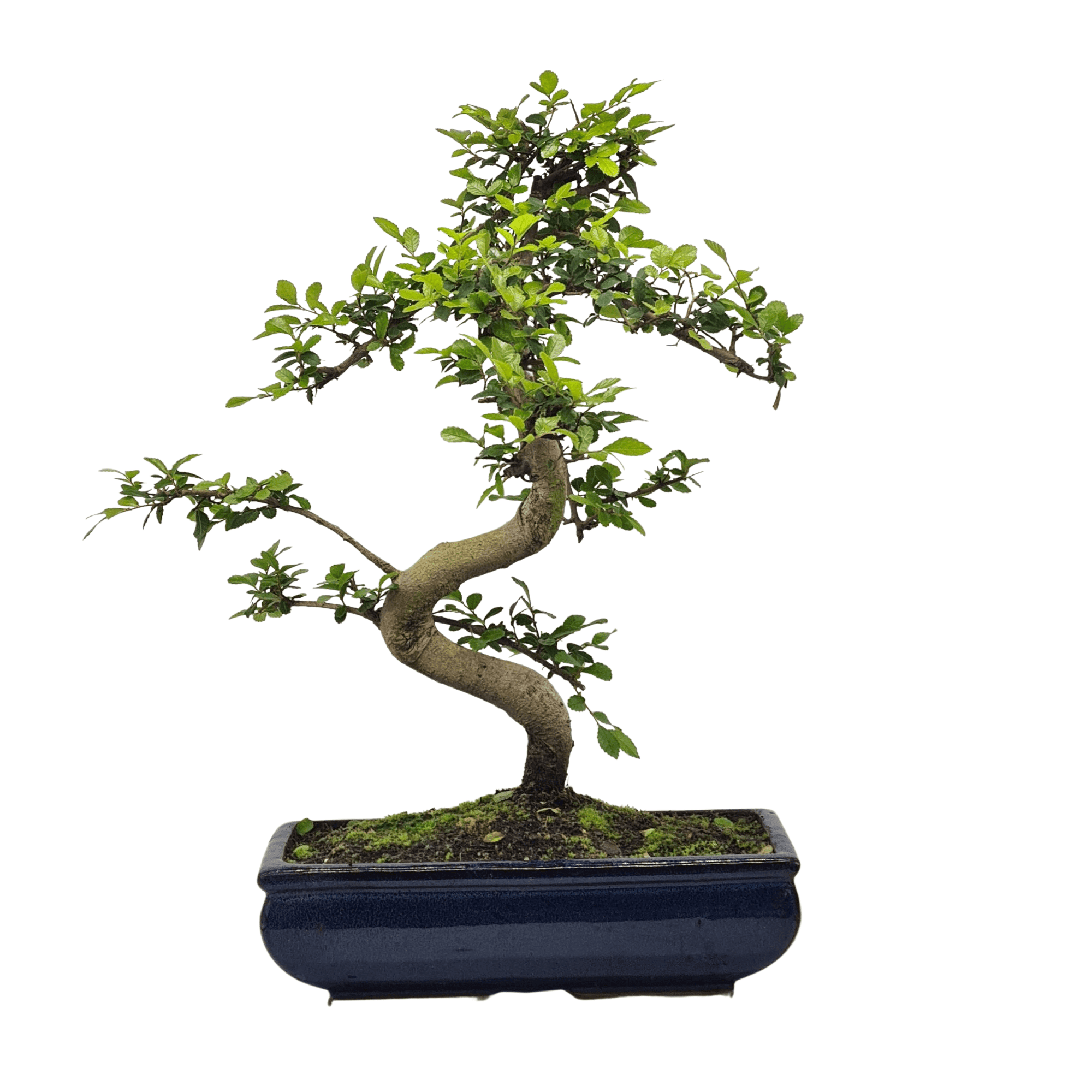 Chinese Elm (Ulmus Parvifolia) Bonsai Tree | Shaped | In 30cm Pot  | S251972