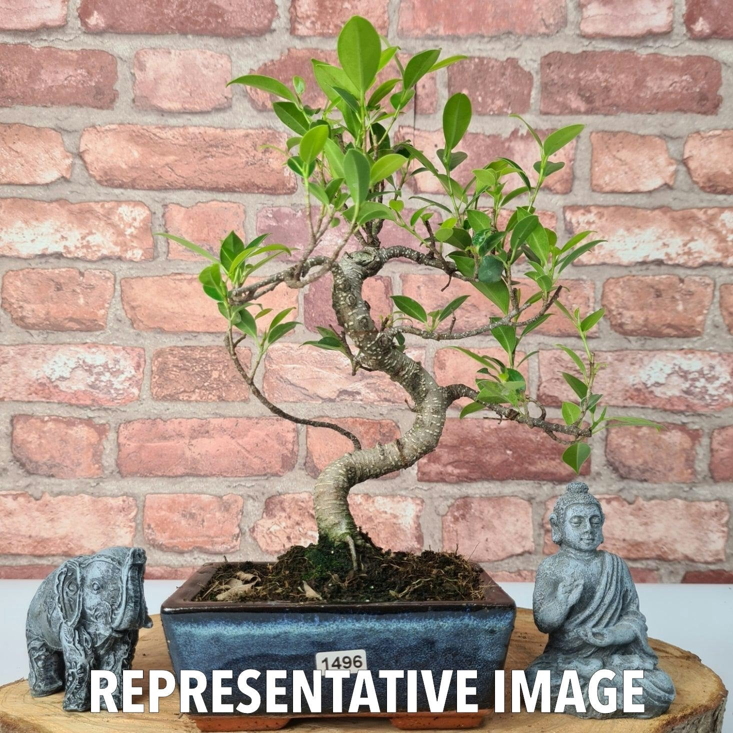 Ficus Microcarpa (Banyan Fig) Indoor Bonsai Tree | Shaped | In 15cm Pot  S25884