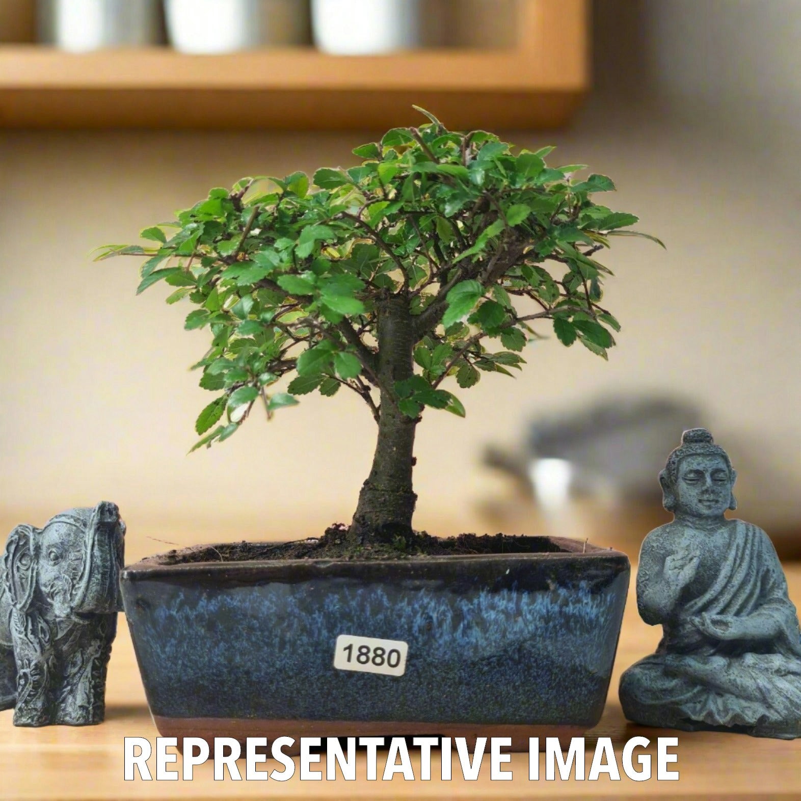 Chinese Elm (Ulmus Parvifolia) Bonsai Tree | Broom | In 15cm Pot  | S251976