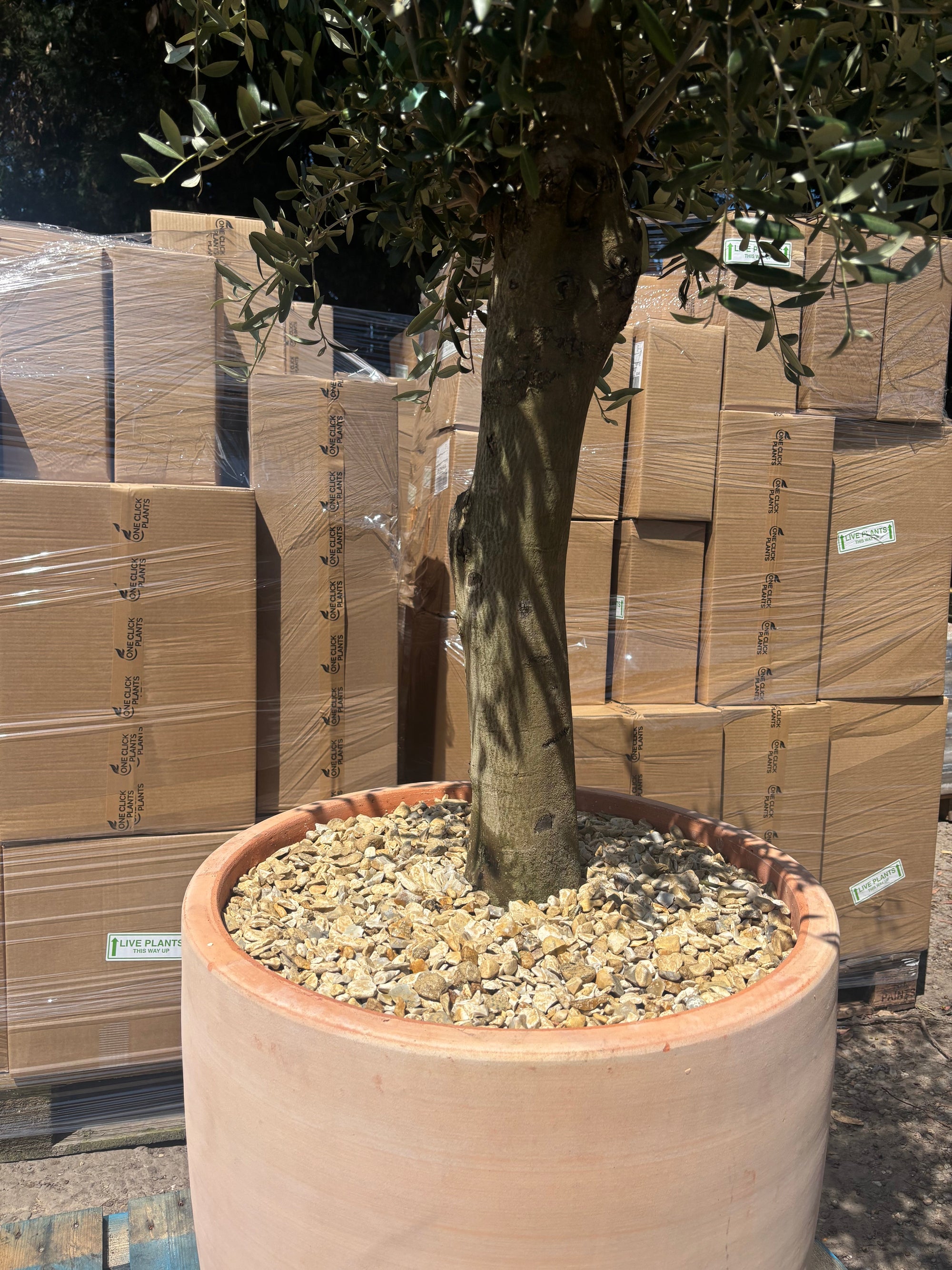 Olive Tree 45L 1.5-1.8m + Teracotta Pot + Soil + Gravel | S251811