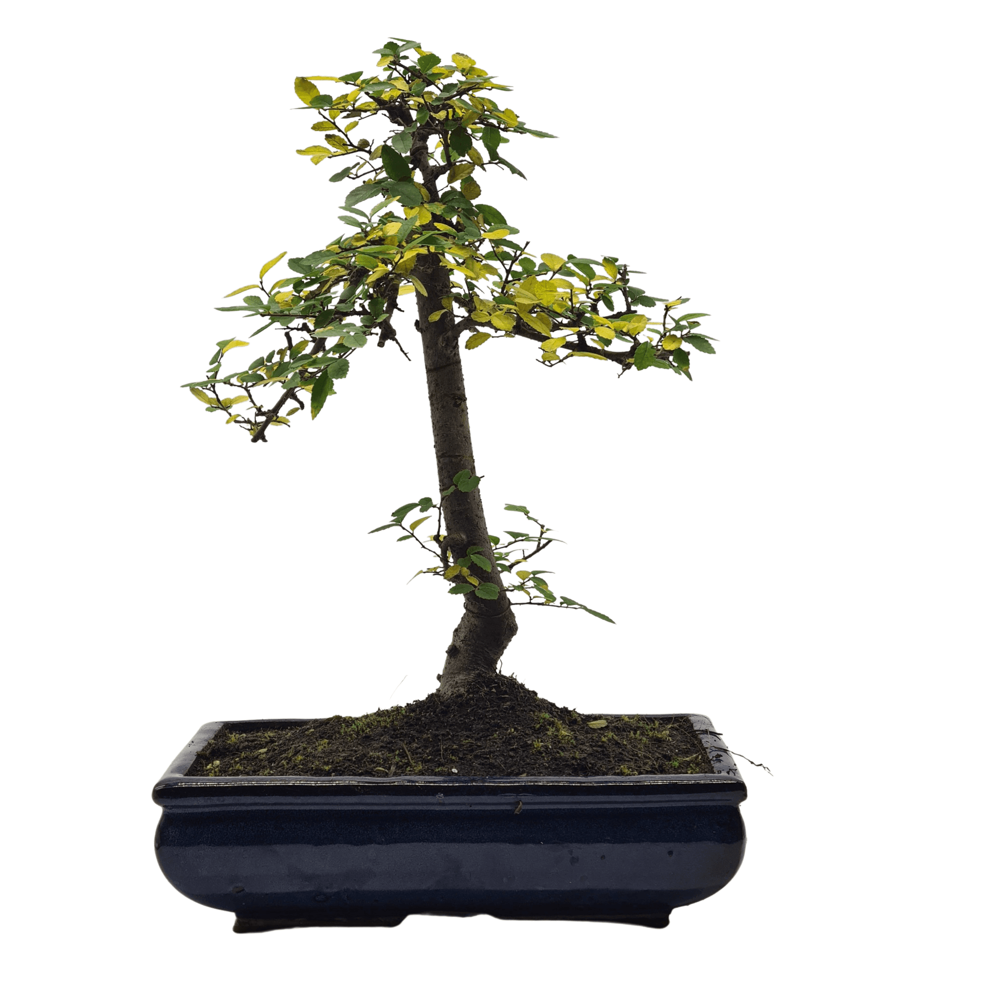 Chinese Elm (Ulmus Parvifolia) Bonsai Tree | Shaped | In 30cm Pot  | S251972