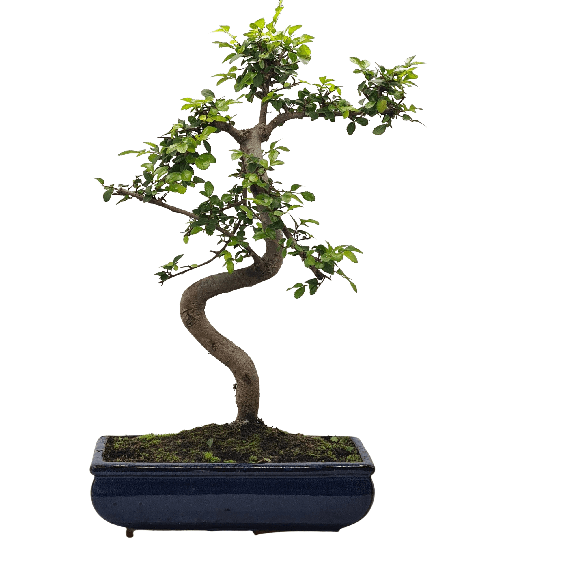 Chinese Elm (Ulmus Parvifolia) Bonsai Tree | Shaped | In 30cm Pot  | S251972