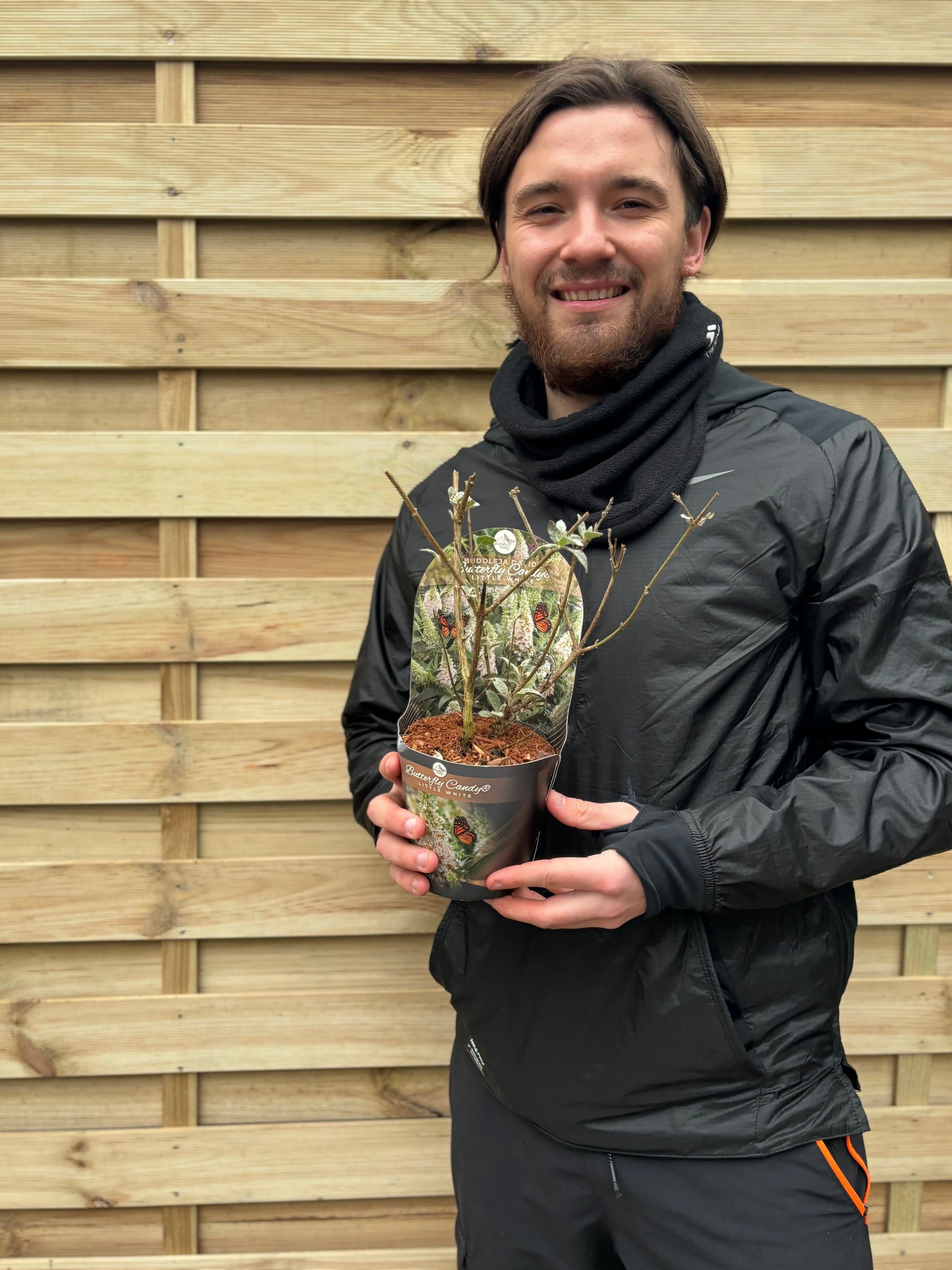 Buddleja Butterfly Candy 'Little White' 9cm/1L/3L  | S251618