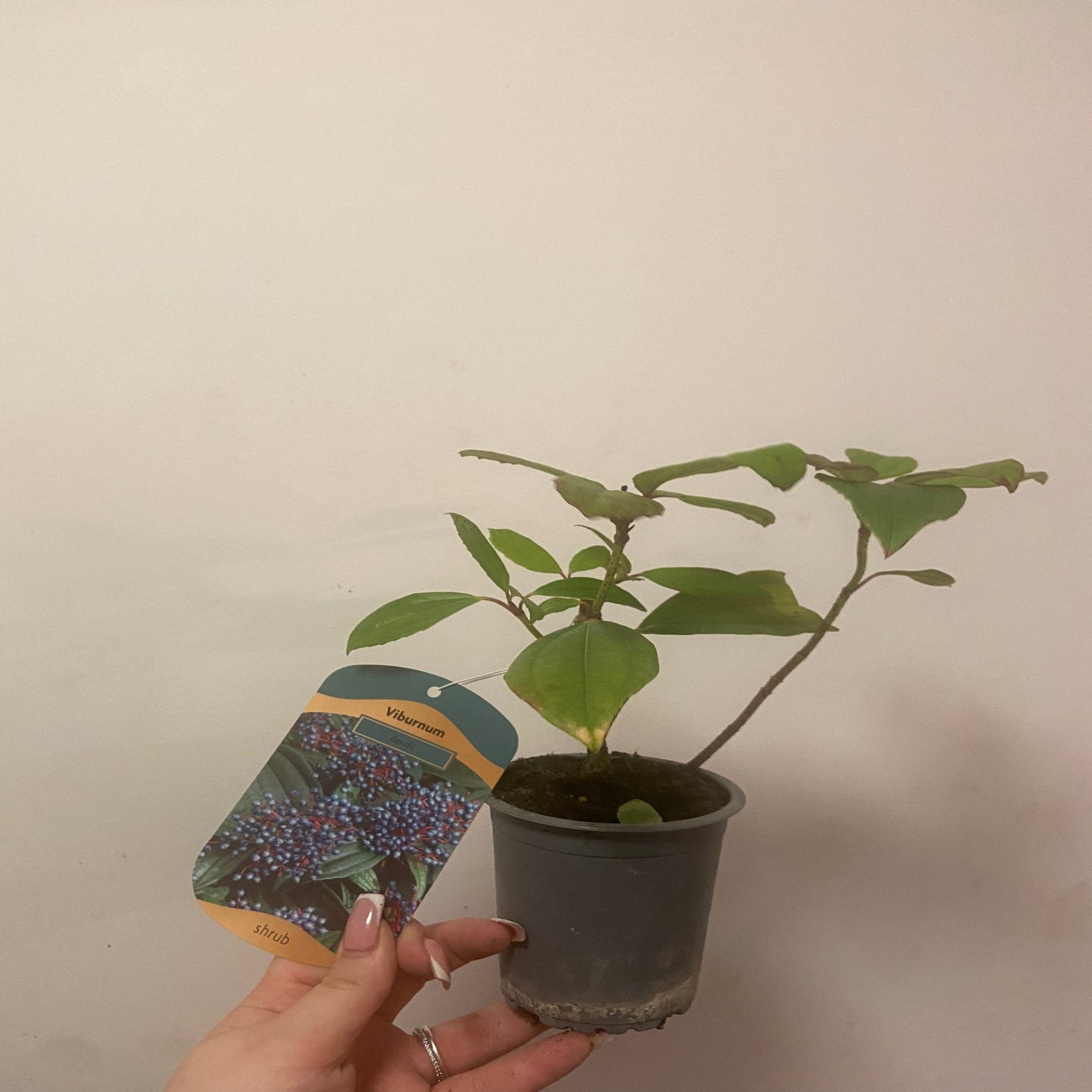 Viburnum davidii 9cm  | S25366 |