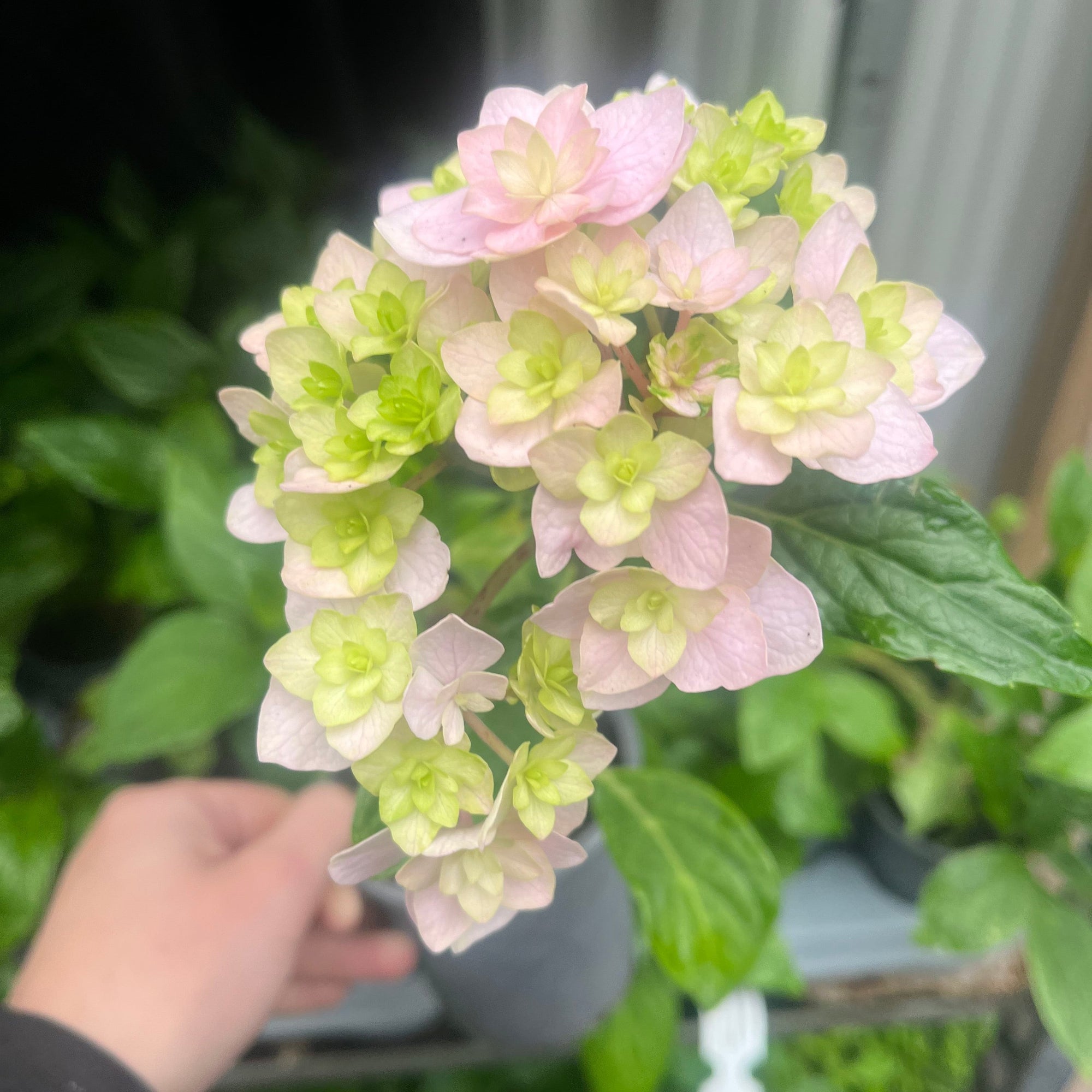 Hydrangea 'Together' 9cm  | S25365 |