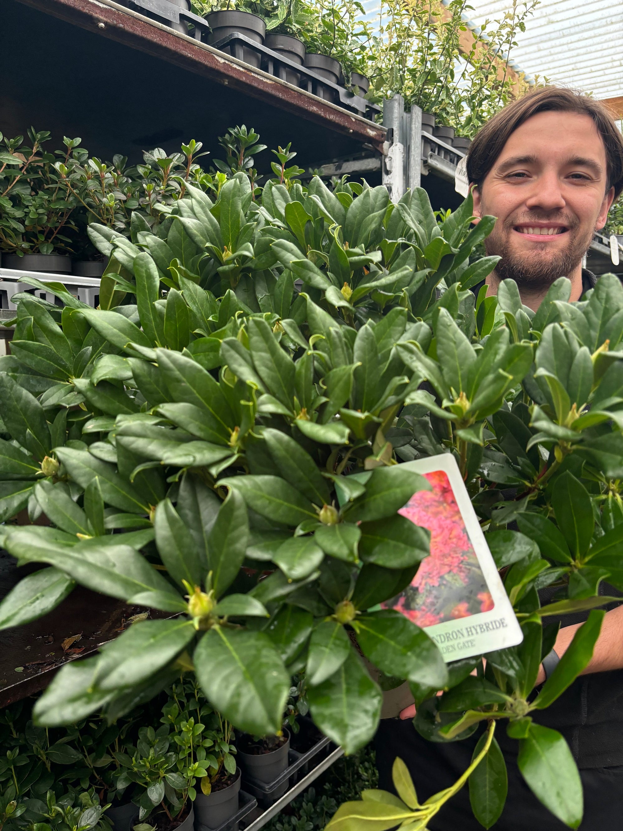 Rhododendron 'Golden Gate' 5L  | S25352 |