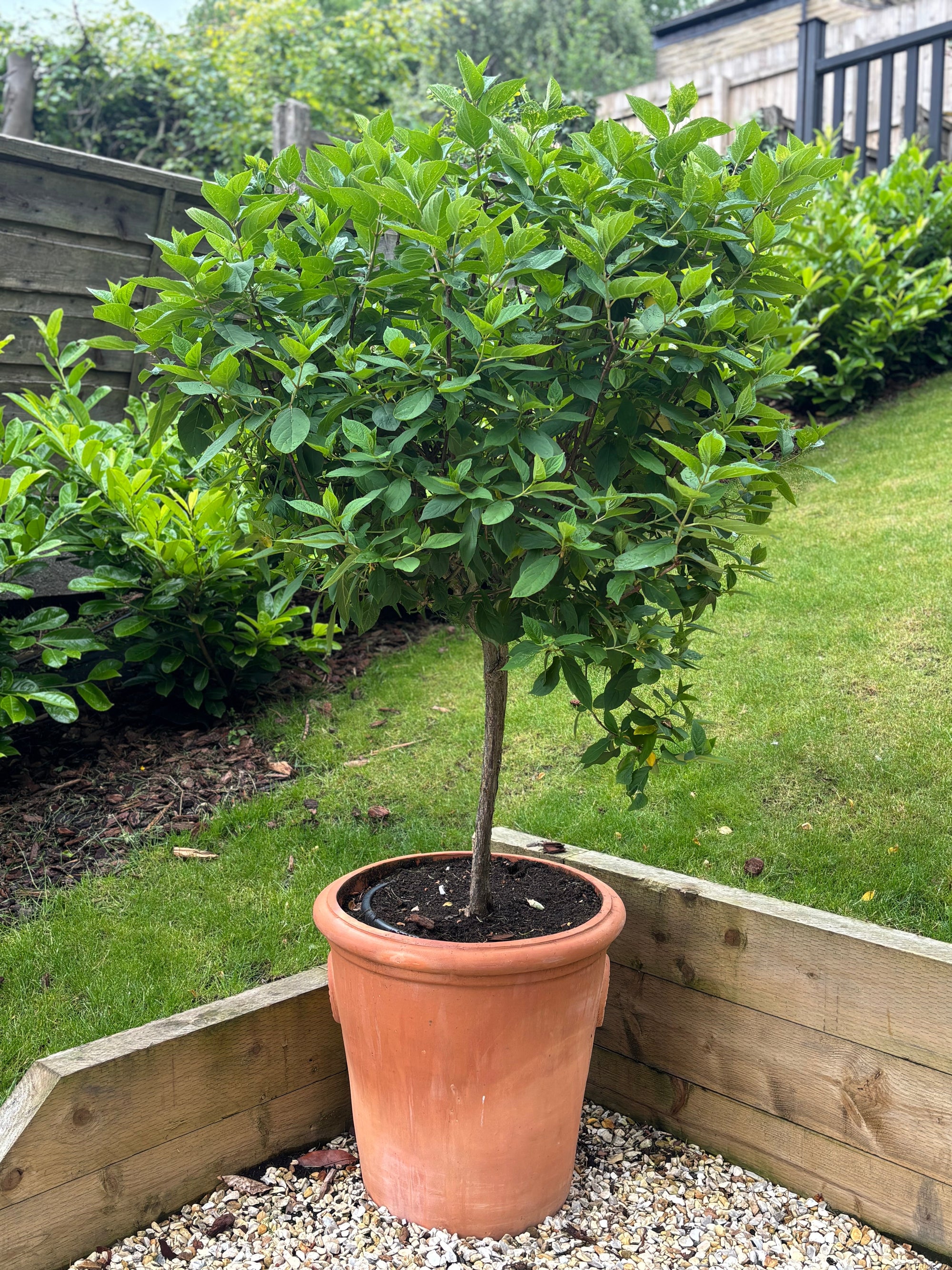 Hydrangea Limelight Tree in Terracotta Pot (150-180cm including the pot)  | S251887