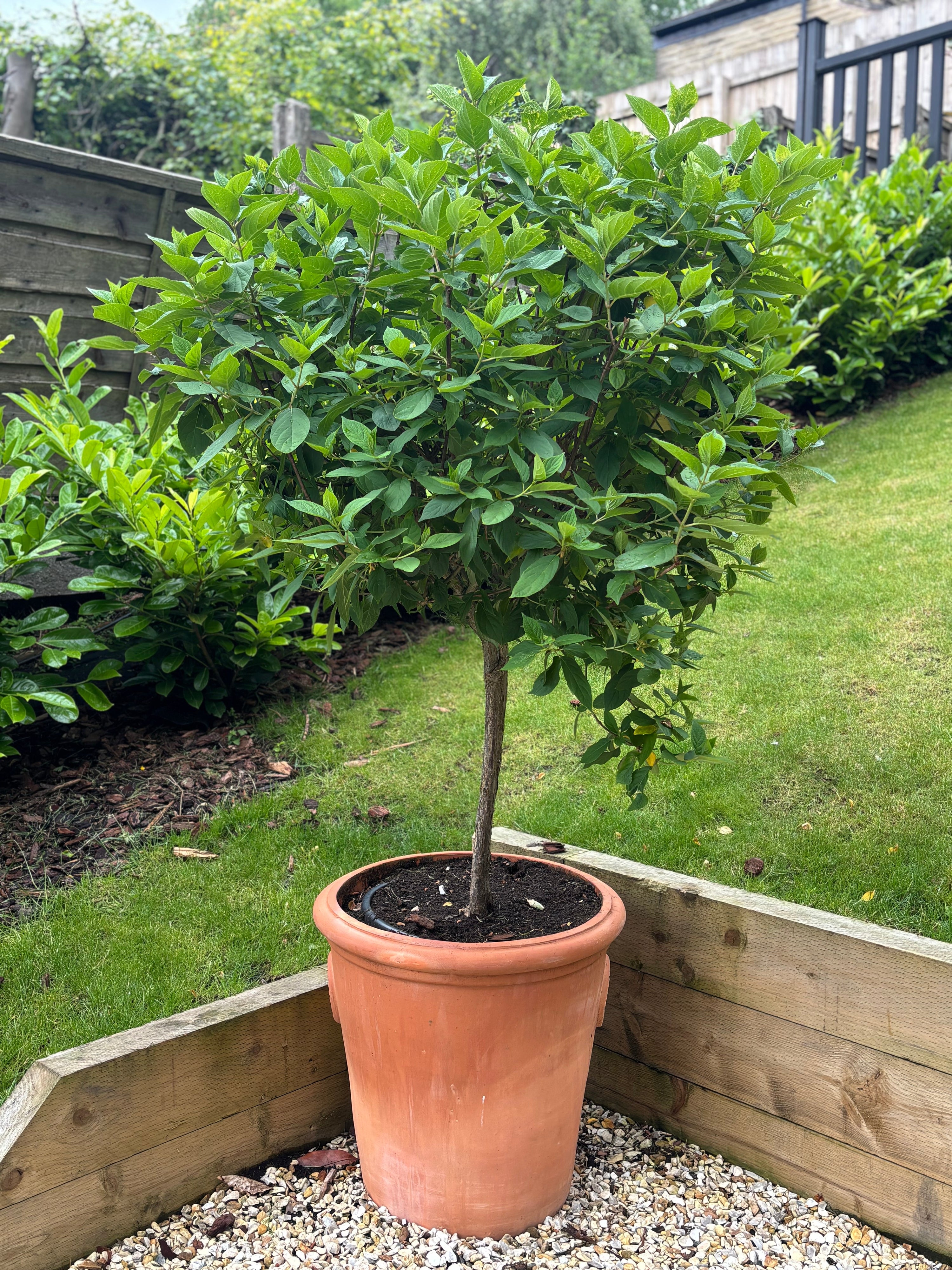 Hydrangea Limelight Tree in Terracotta Pot (150-180cm including the pot)