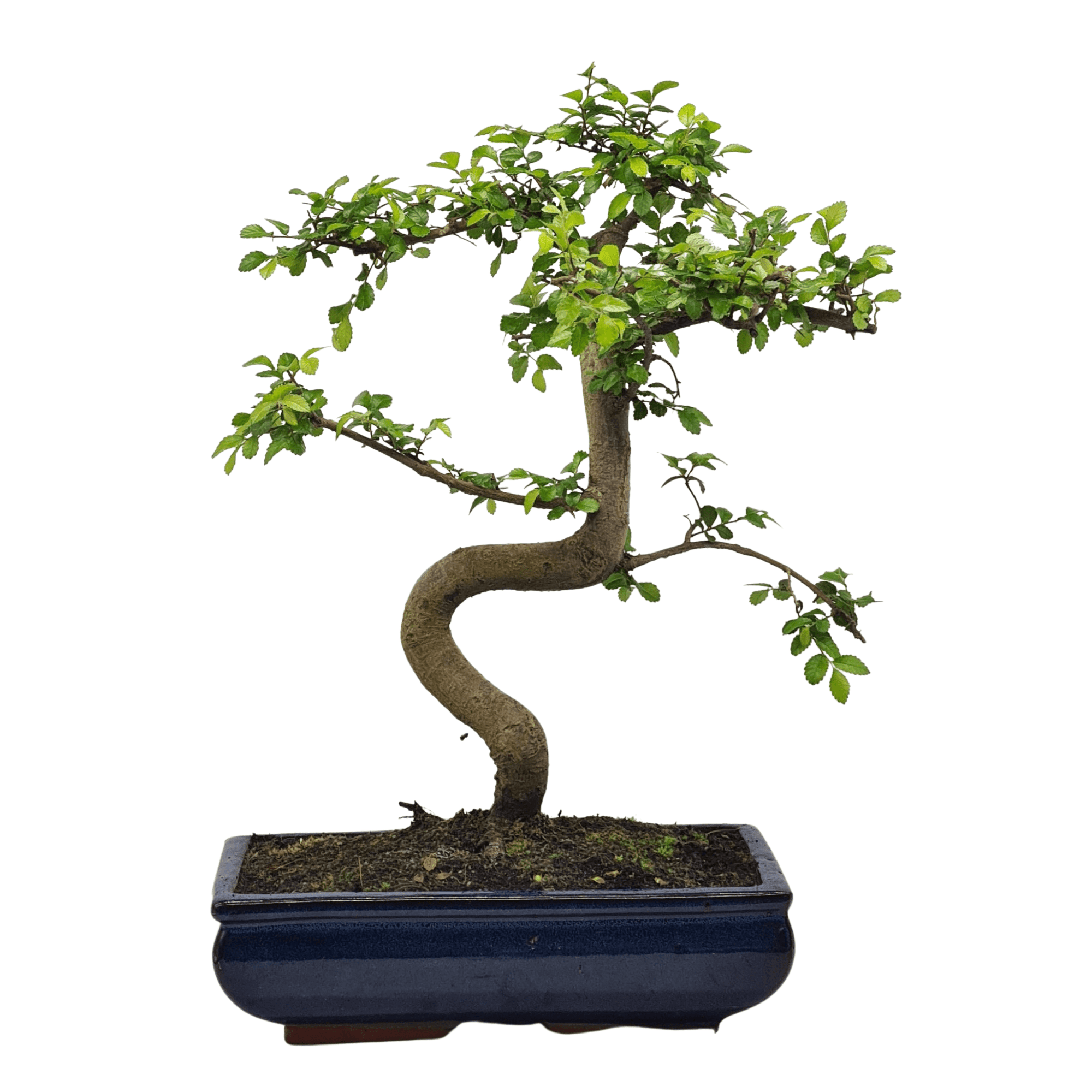 Chinese Elm (Ulmus Parvifolia) Bonsai Tree | Shaped | In 30cm Pot  | S251972