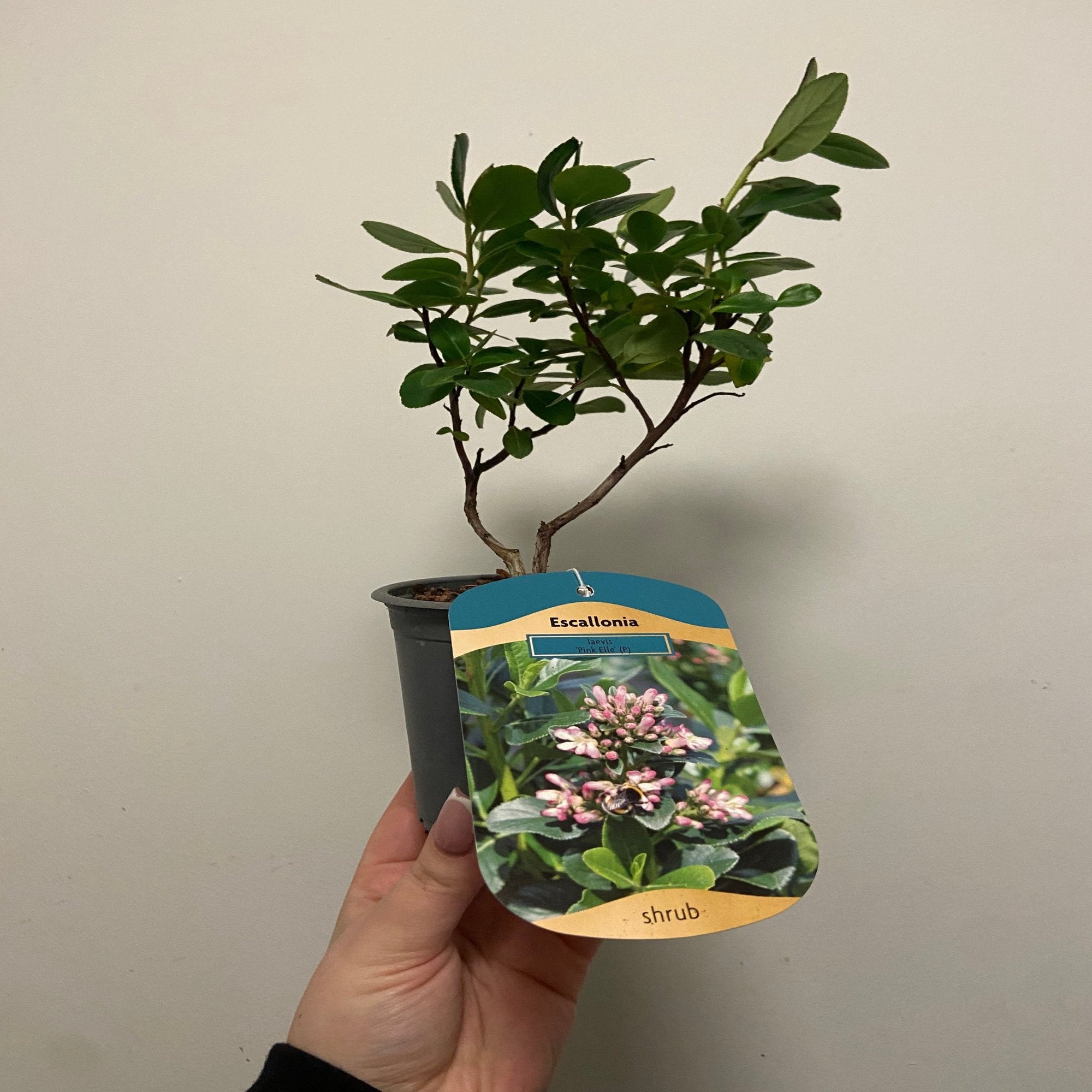 Escallonia 'Pink Elle' 9cm  | S25360 |