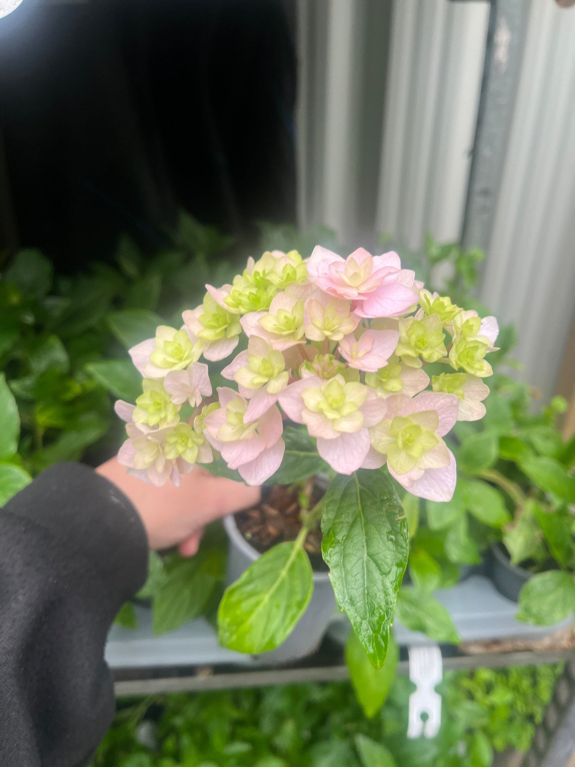Hydrangea 'Together' 9cm  | S25365 |