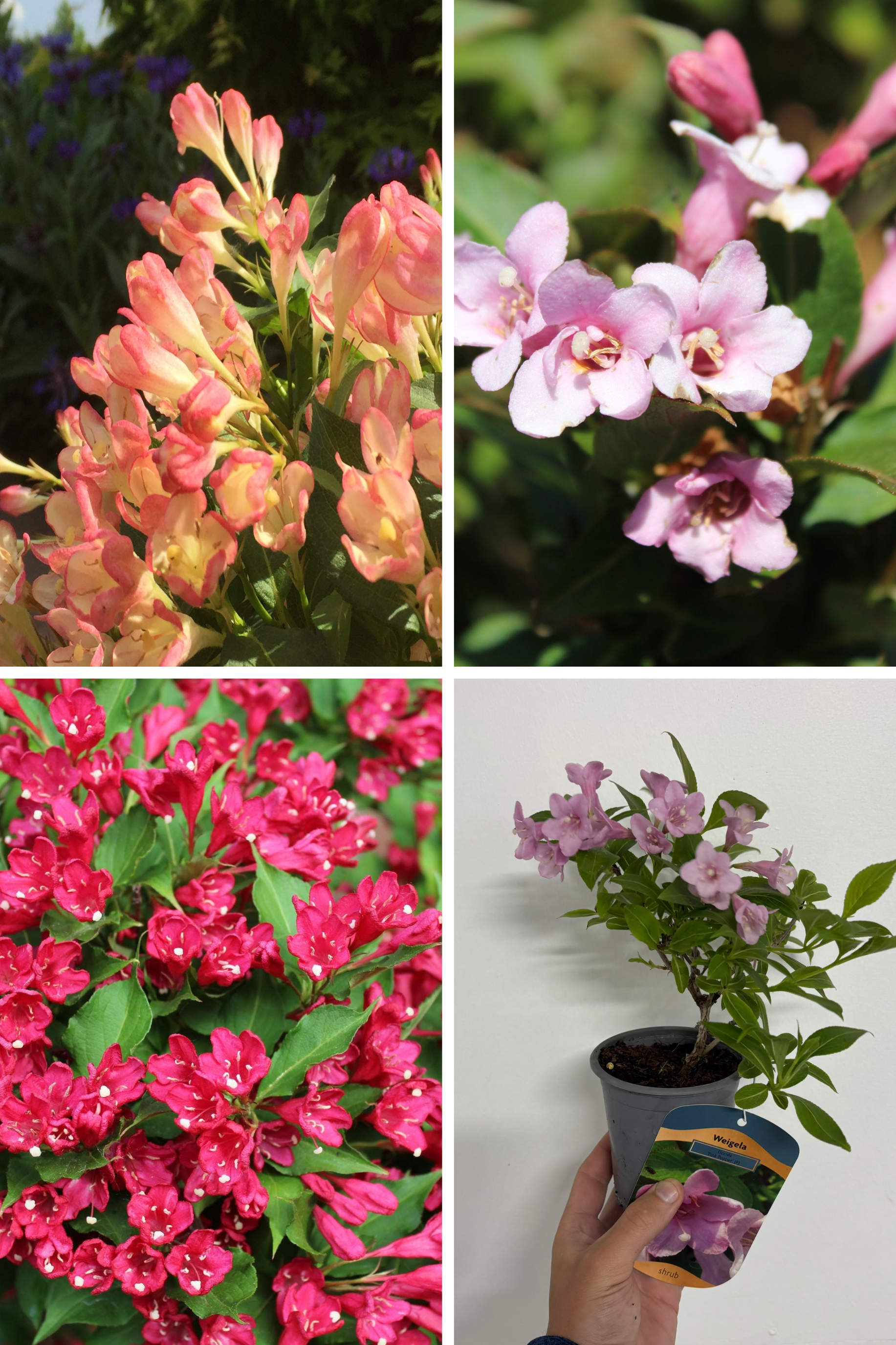 3 x Mixed Weigela 9cm | S251806