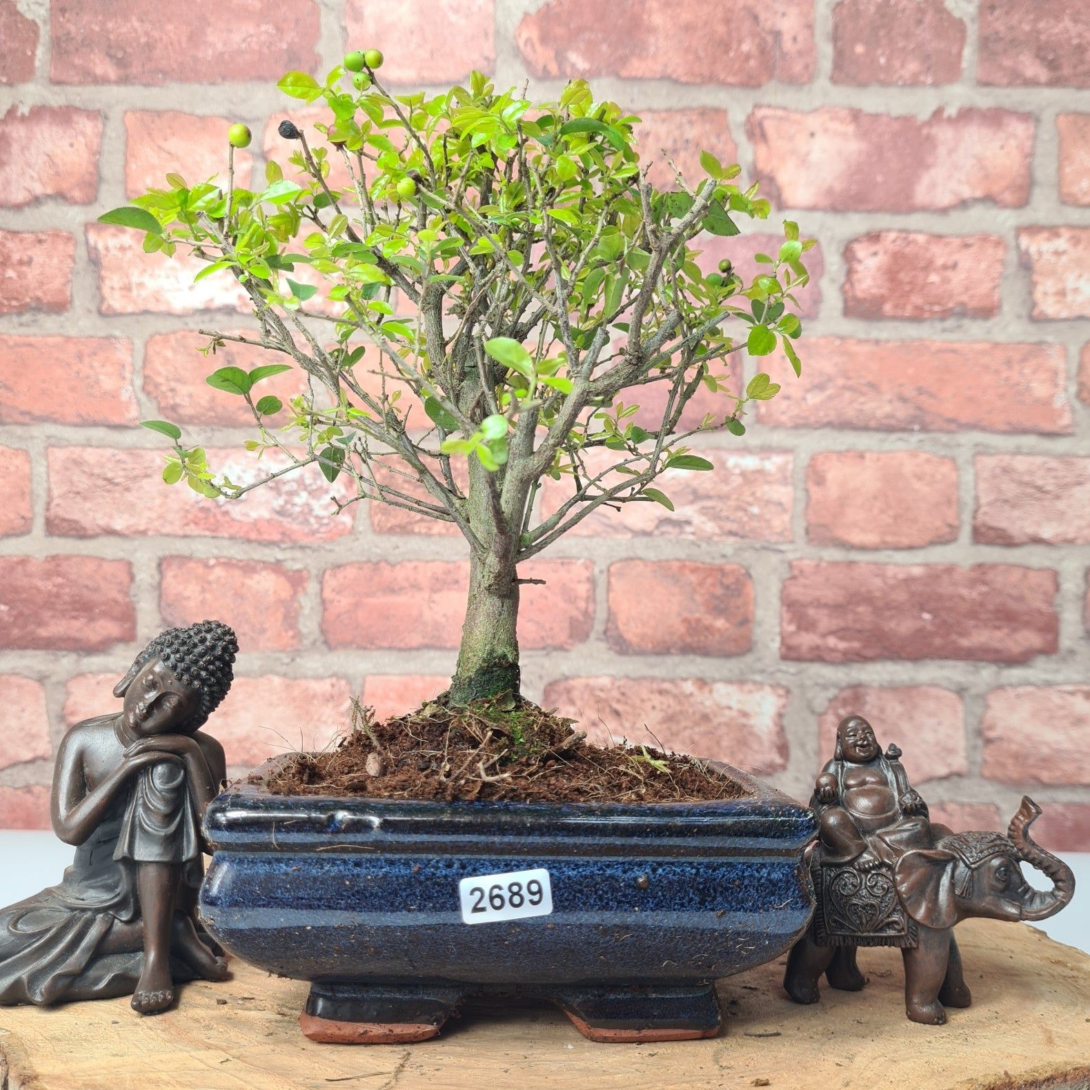 Bird Plum (Sageretia) Bonsai Tree | Broom | In 15cm Pot  | S251964