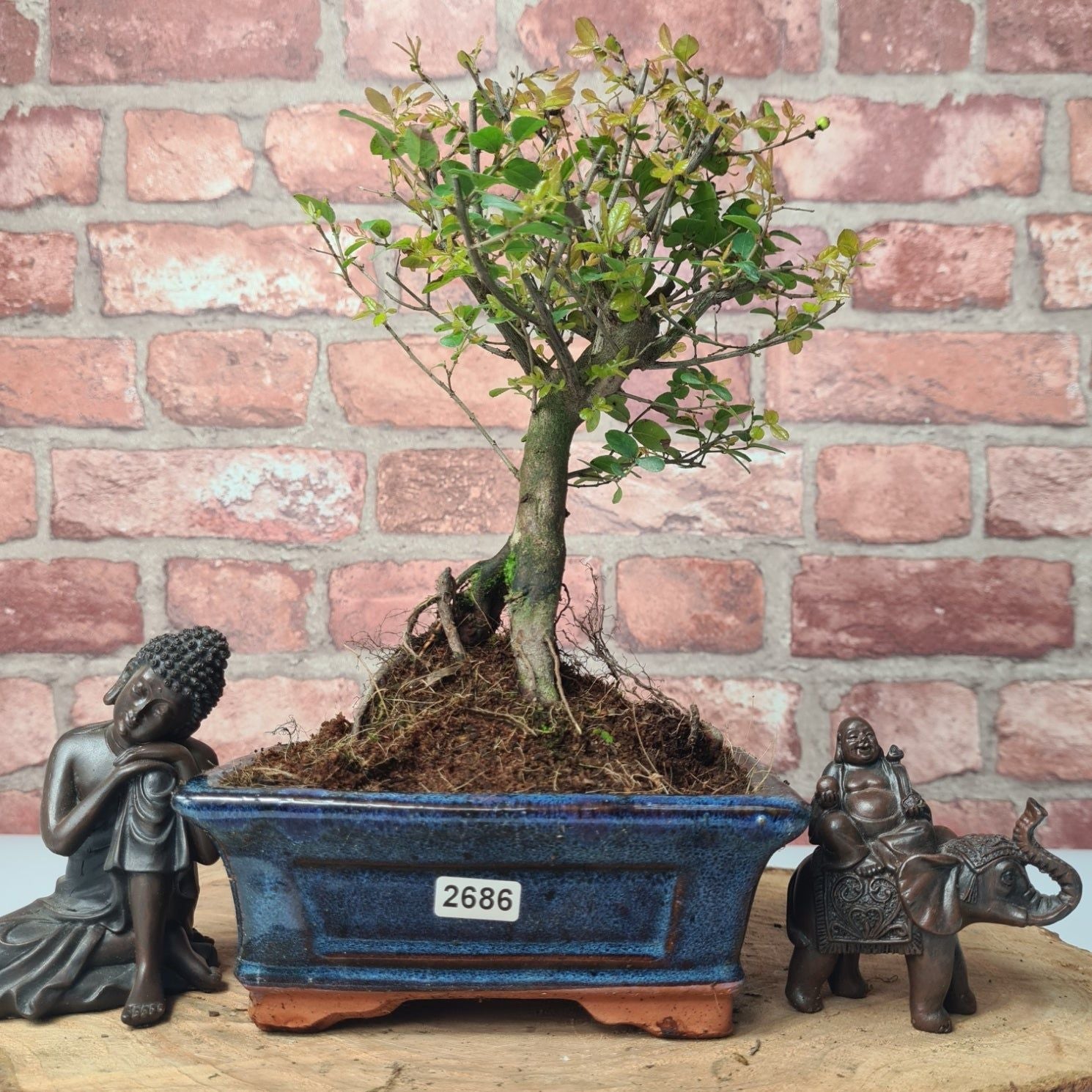 Bird Plum (Sageretia) Bonsai Tree | Broom | In 15cm Pot  | S251964