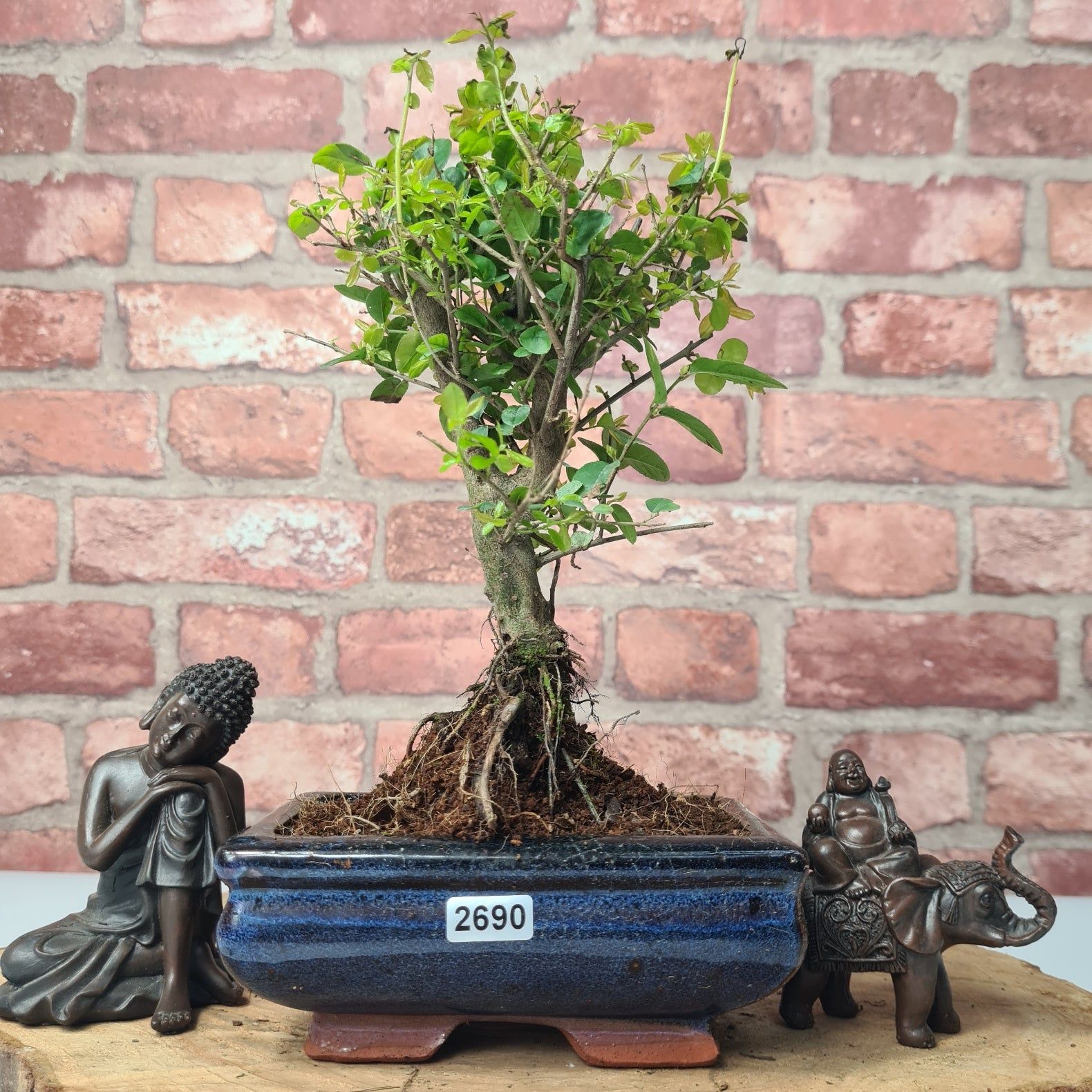 Bird Plum (Sageretia) Bonsai Tree | Broom | In 15cm Pot  | S251964