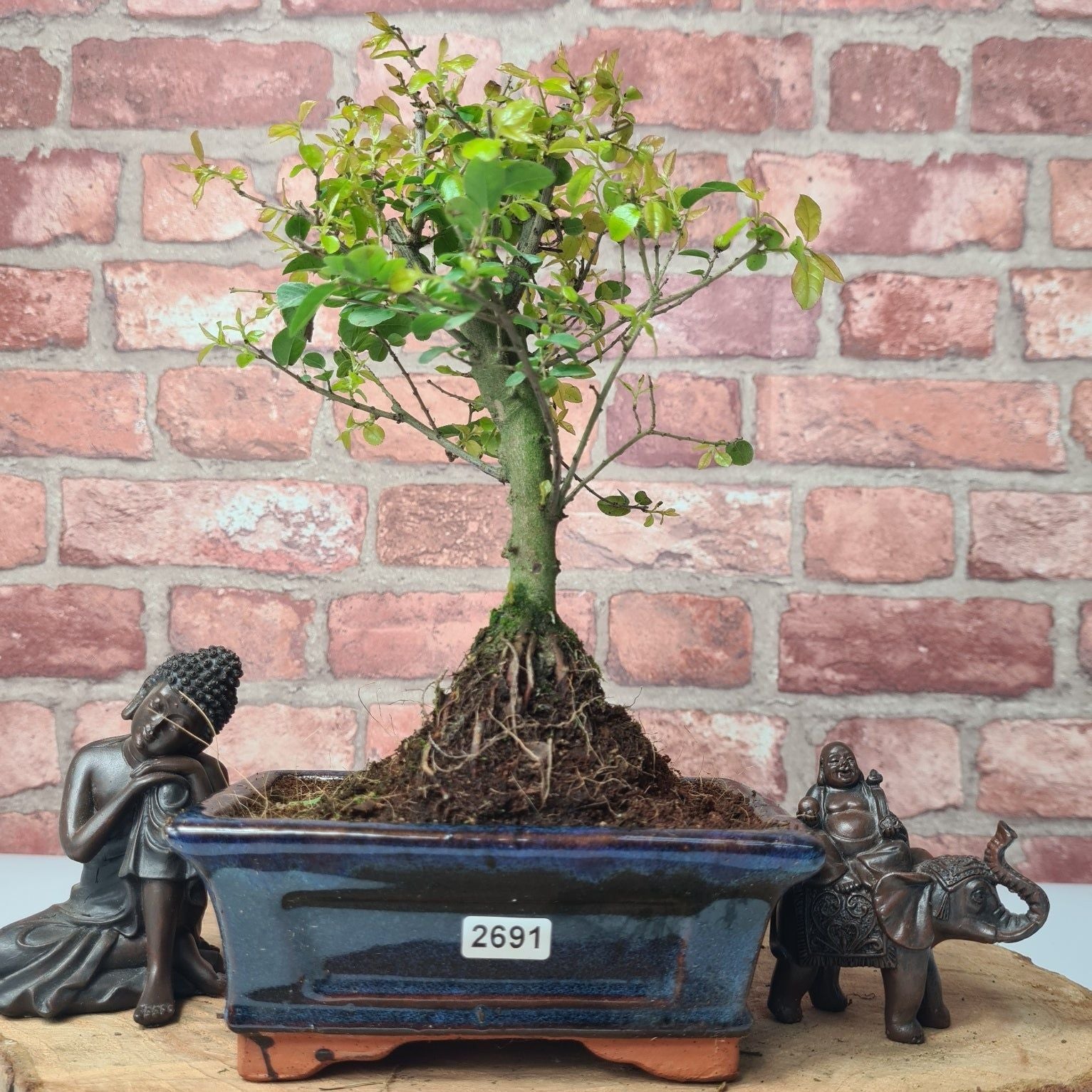 Bird Plum (Sageretia) Bonsai Tree | Broom | In 15cm Pot  | S251964