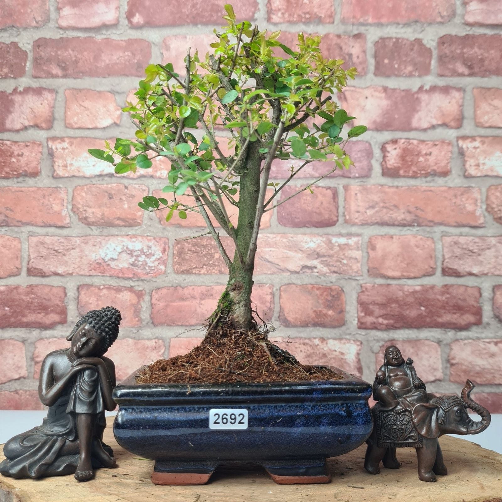 Bird Plum (Sageretia) Bonsai Tree | Broom | In 15cm Pot  | S251964