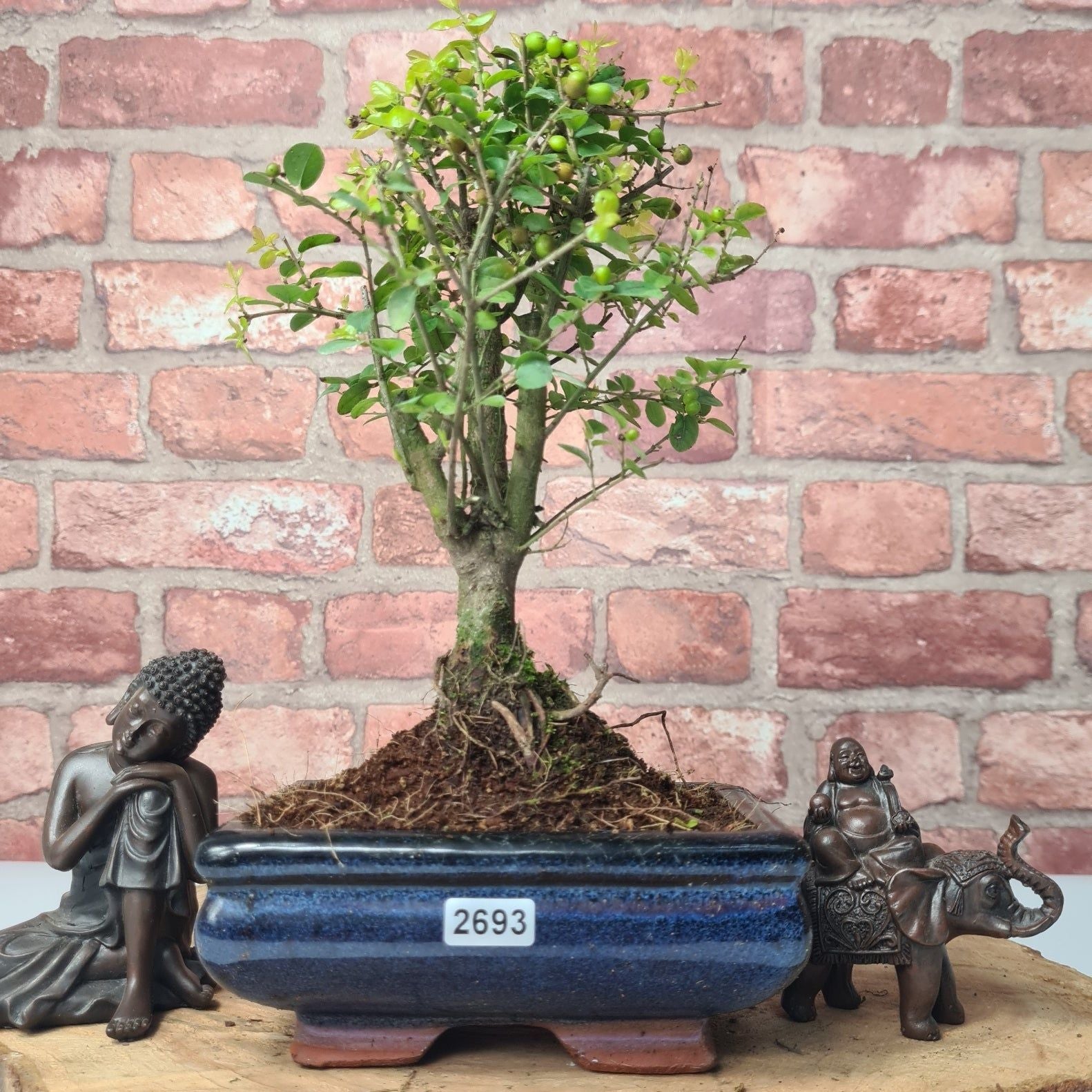 Bird Plum (Sageretia) Bonsai Tree | Broom | In 15cm Pot  | S251964