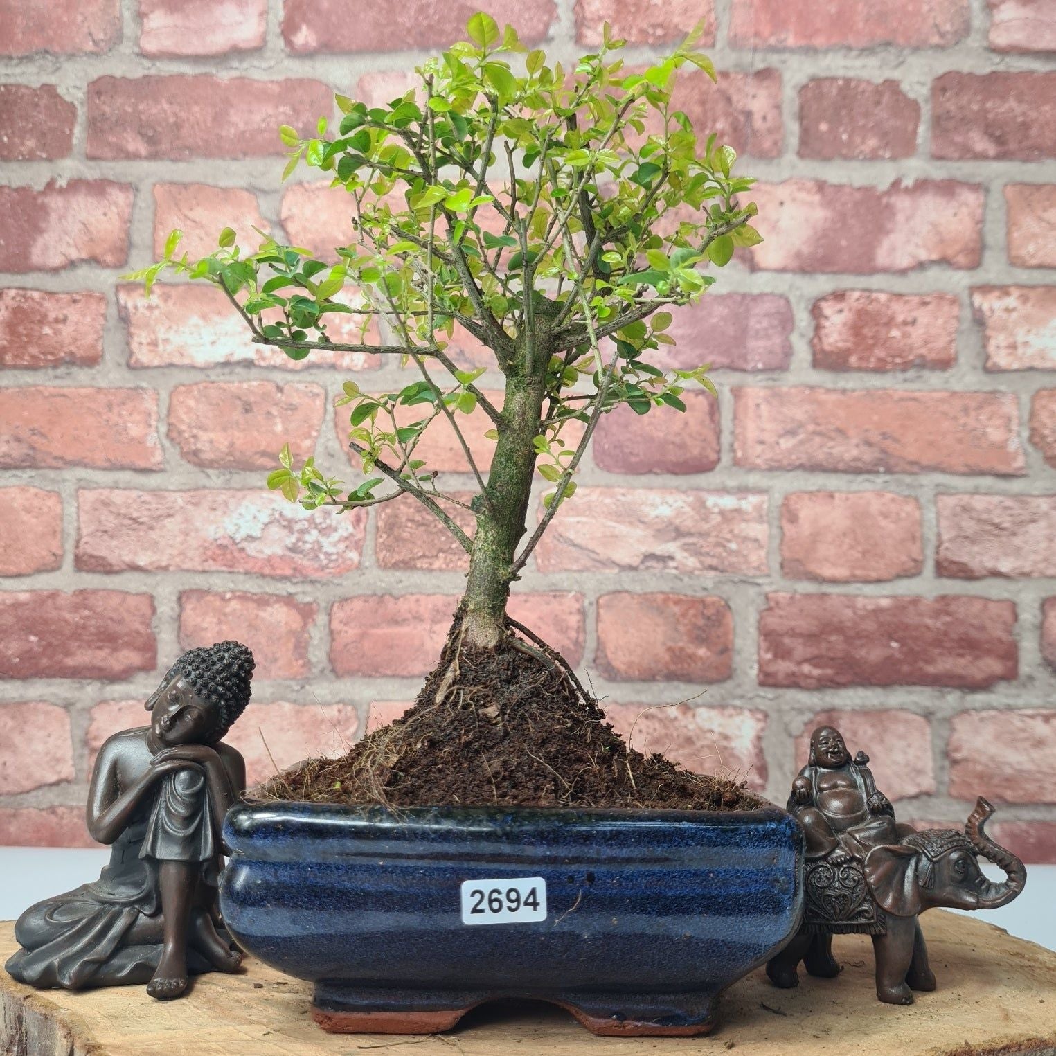 Bird Plum (Sageretia) Bonsai Tree | Broom | In 15cm Pot  | S251964