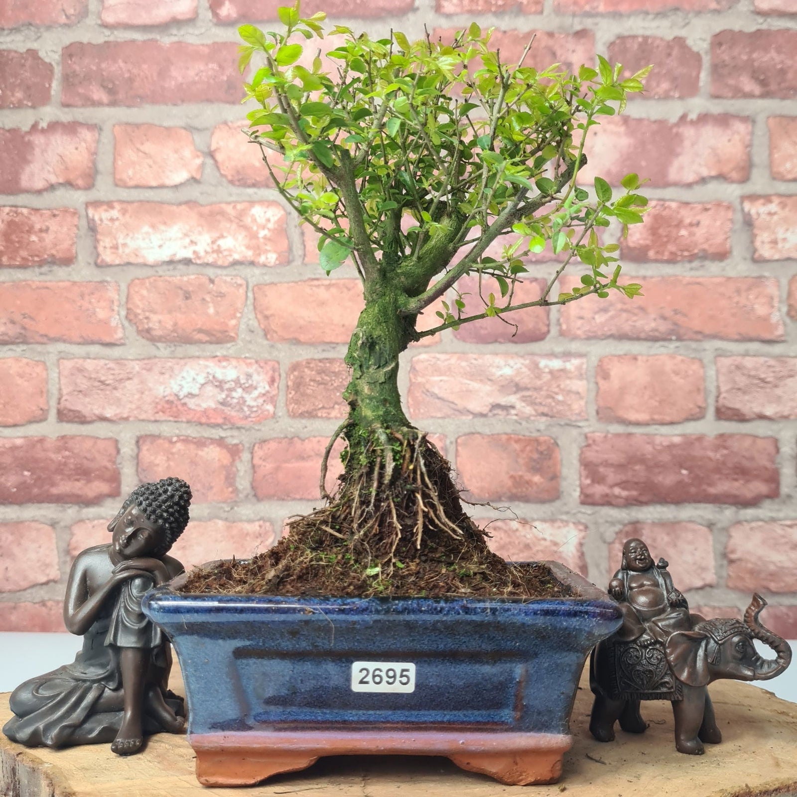 Bird Plum (Sageretia) Bonsai Tree | Broom | In 15cm Pot  | S251964
